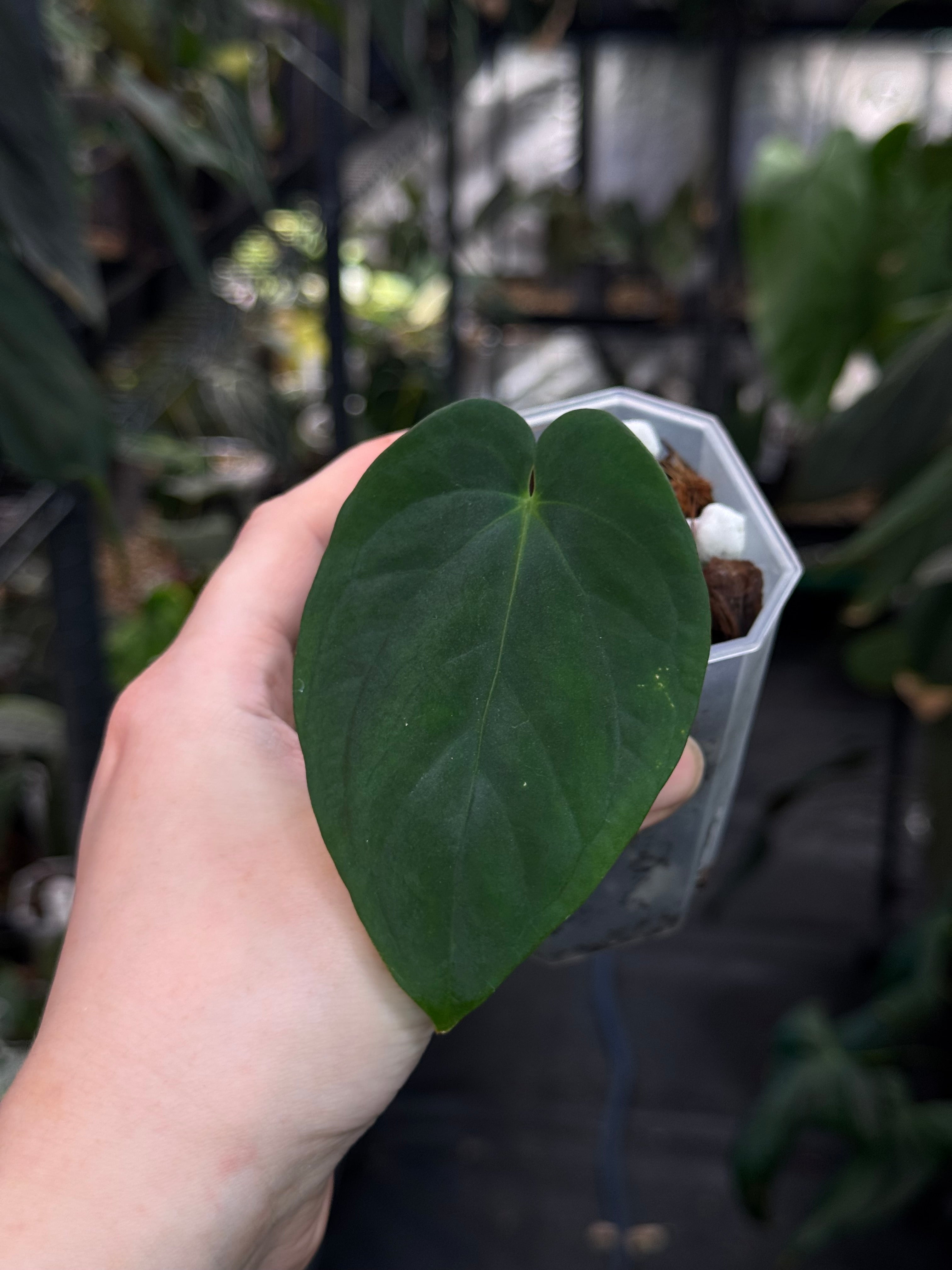Anthurium Antolakii / BVEP Round x Felix