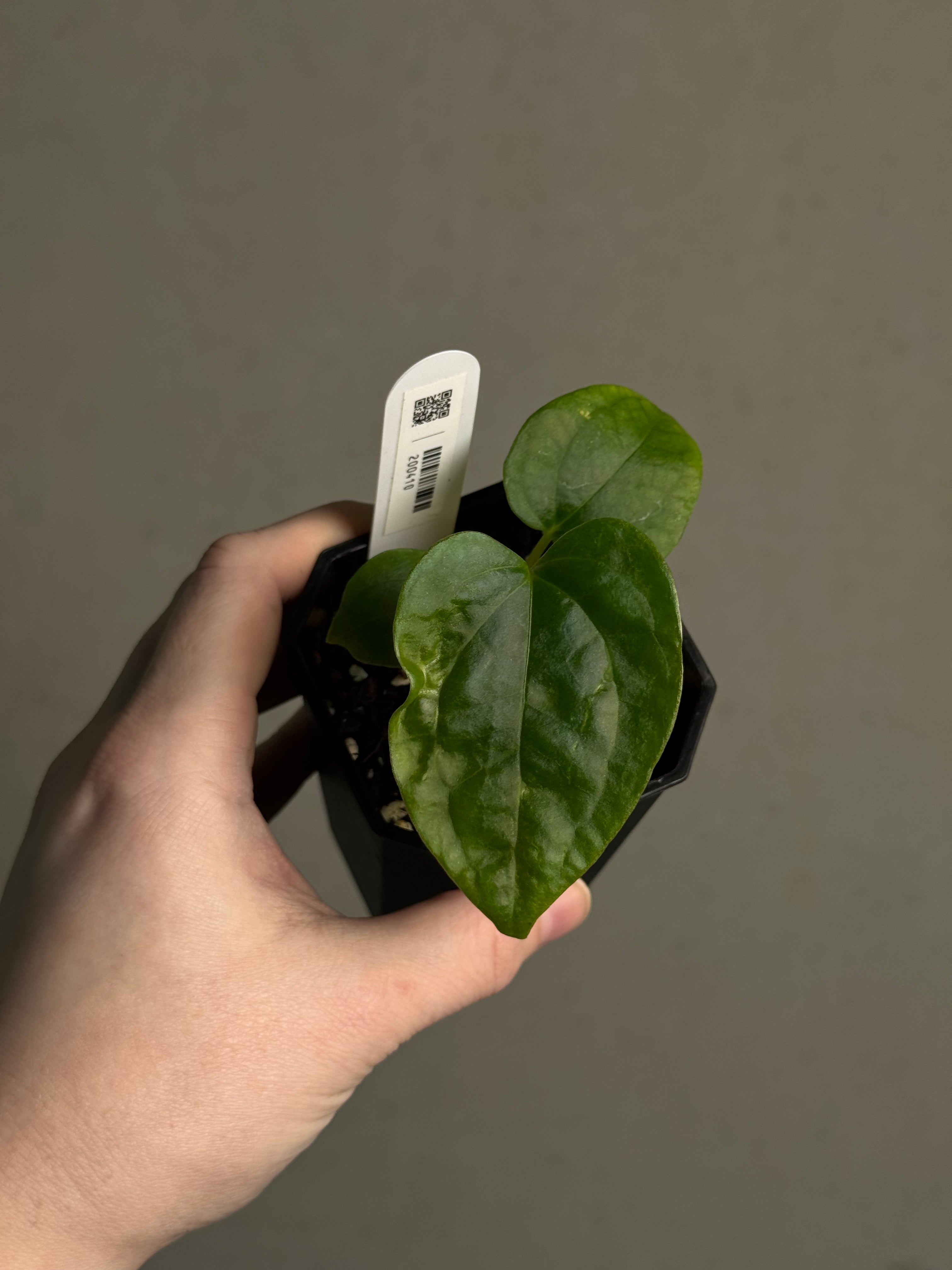 Anthurium (Debile x Papillilaminum) F2 - SMUKHI