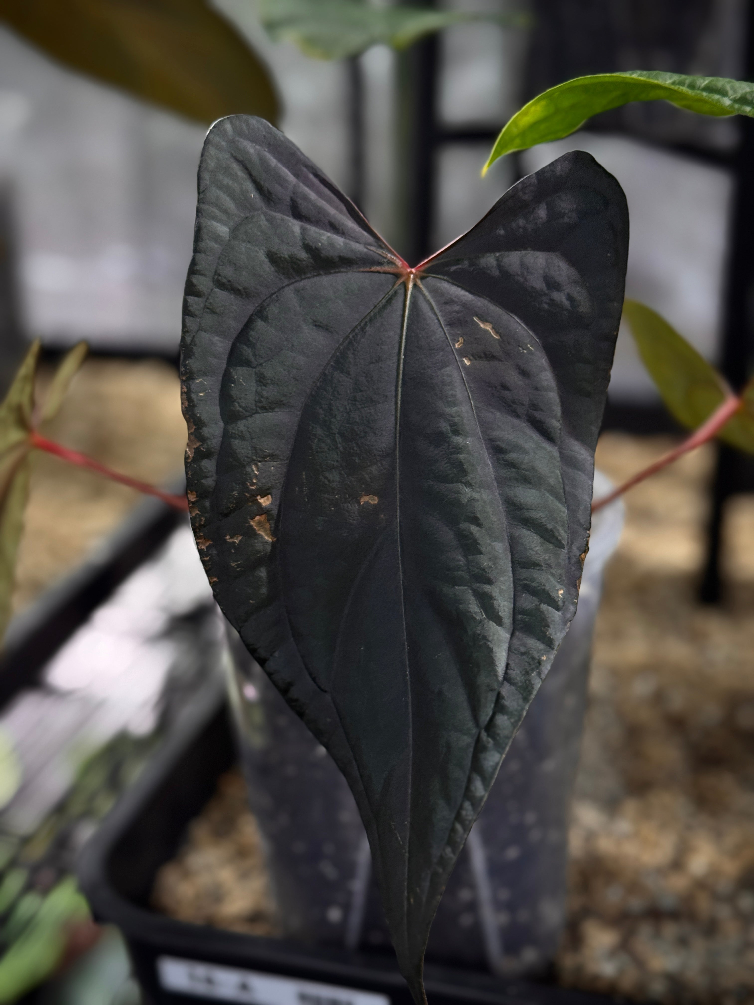 Anthurium FSxRL 'Grim Reaper' x Luxurians 'Black Noir' - Clone
