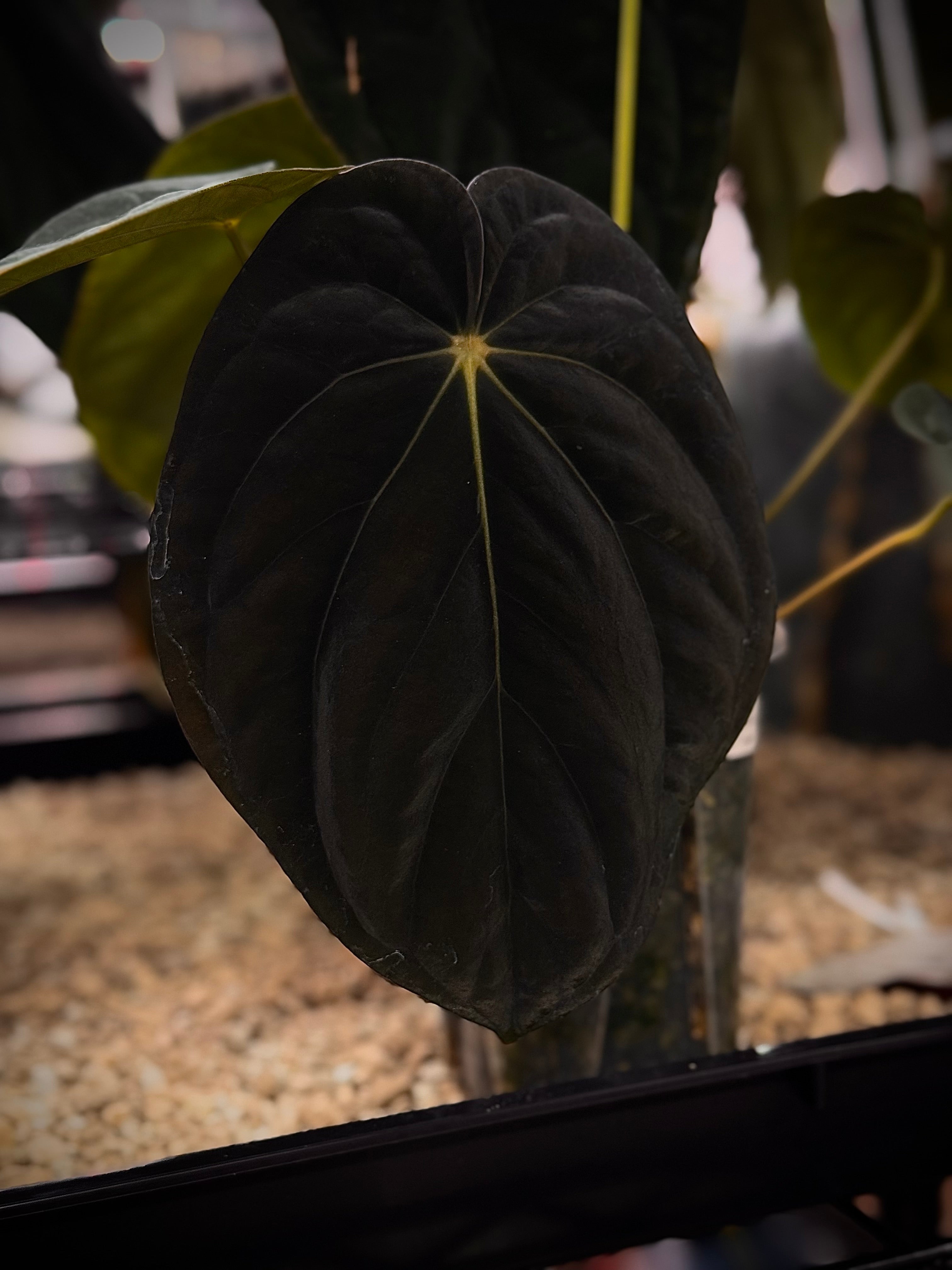 Anthurium BVEP ('RF' x 'Felix') x 'Beetleback'