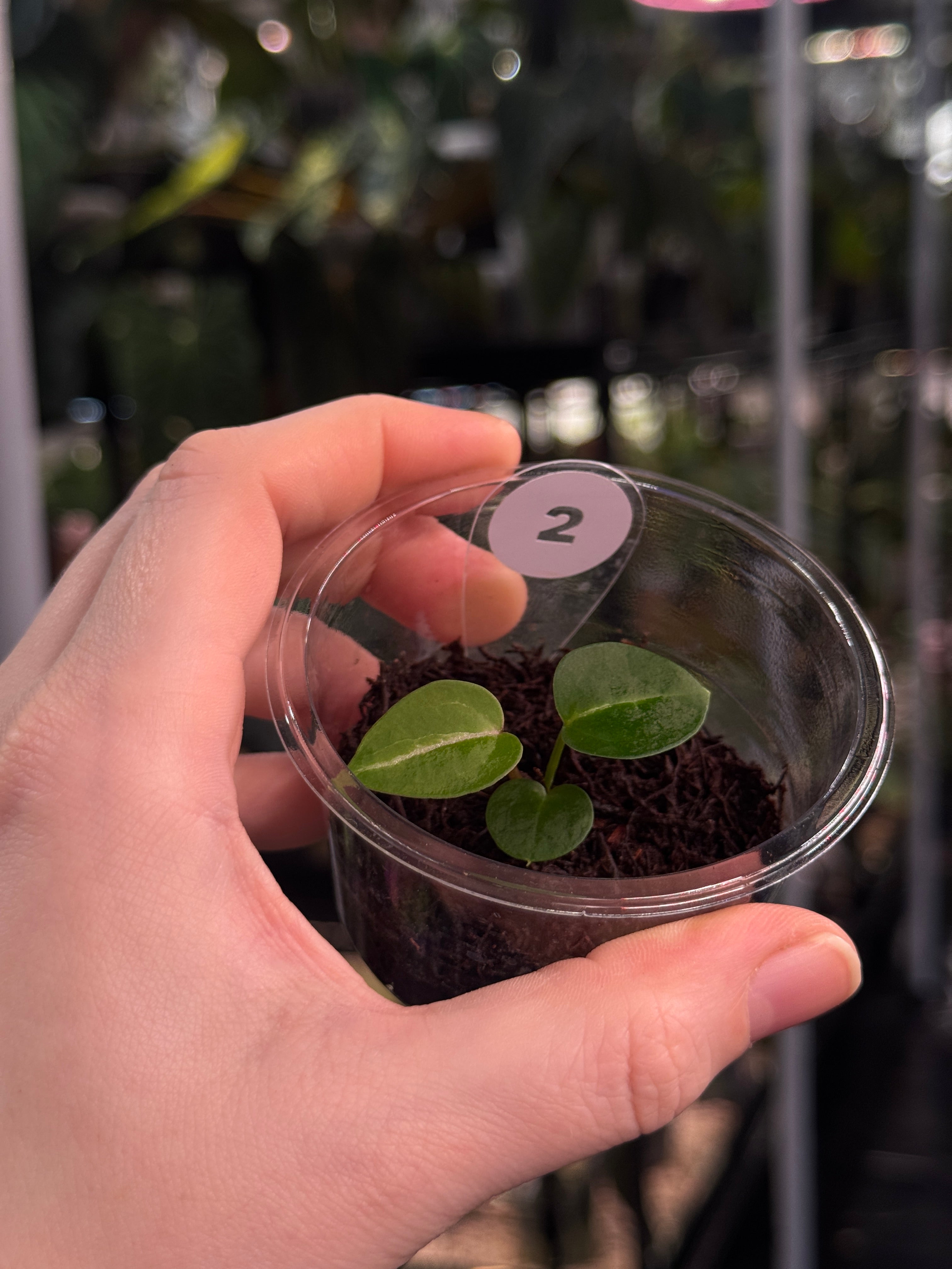 Anthurium (Necromancer x Dreamweaver) x Wonderboy ‘A’