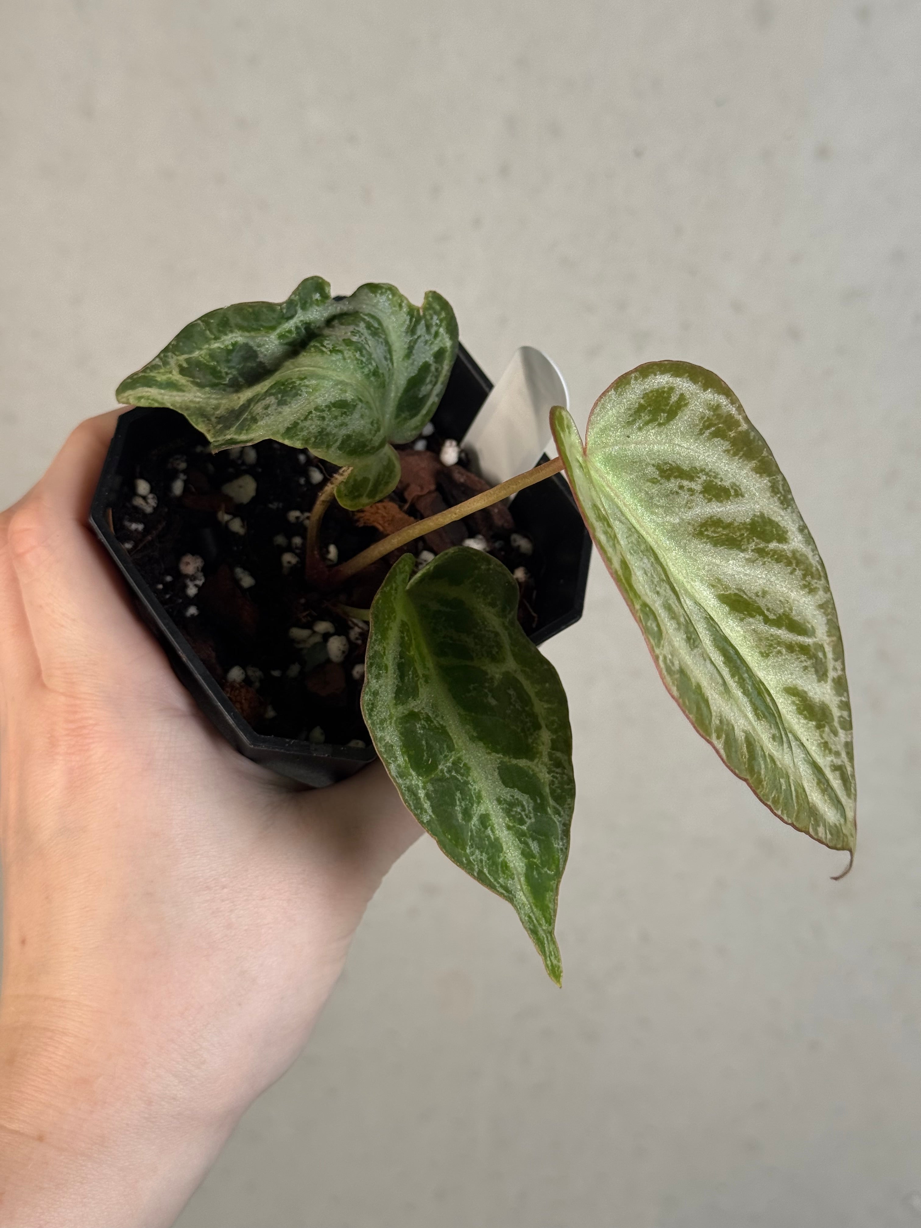 Anthurium ‘Silver Blush’ Mint / Blister Variegata