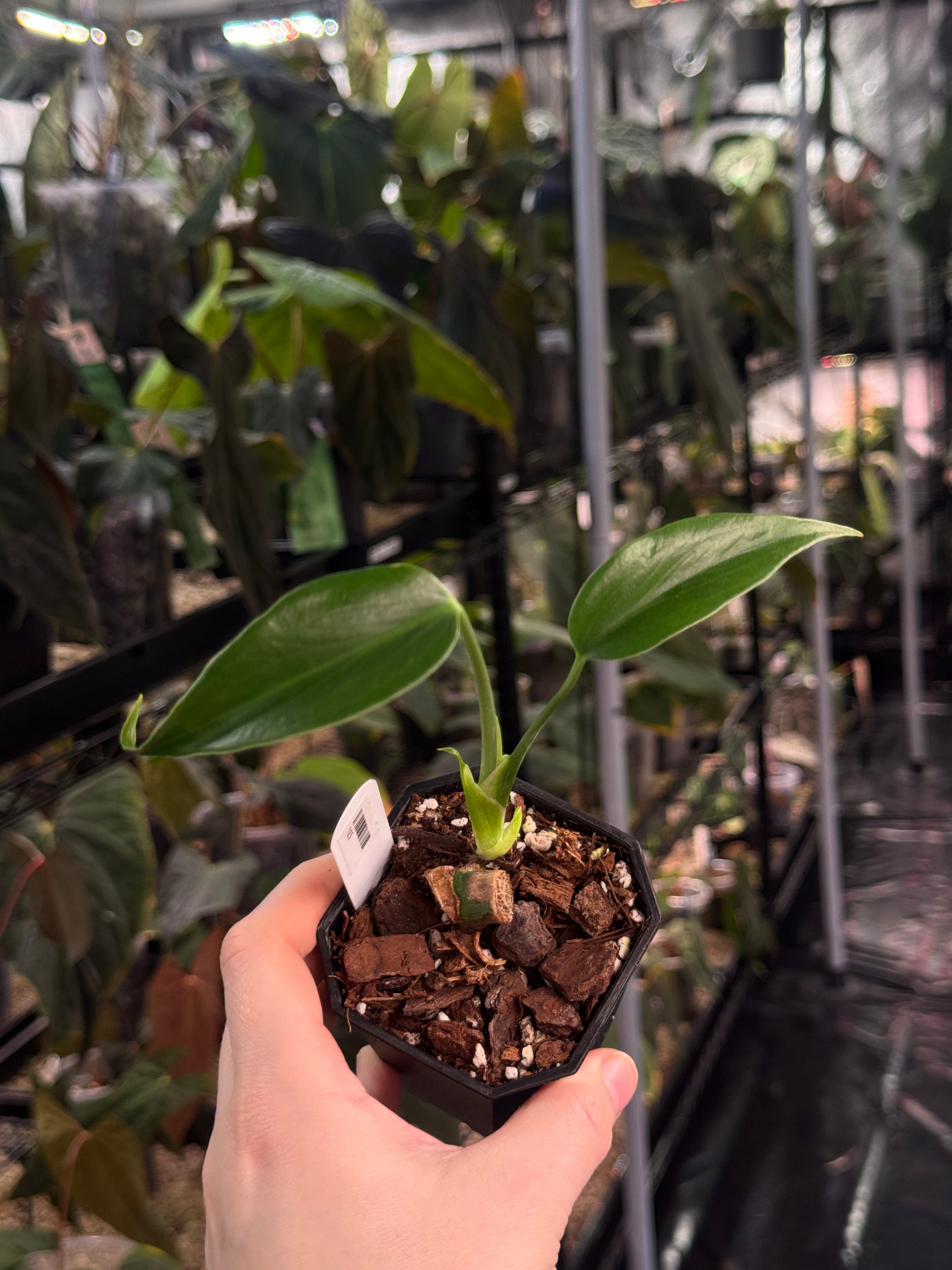 Monstera Burle Marx Flame - Clone