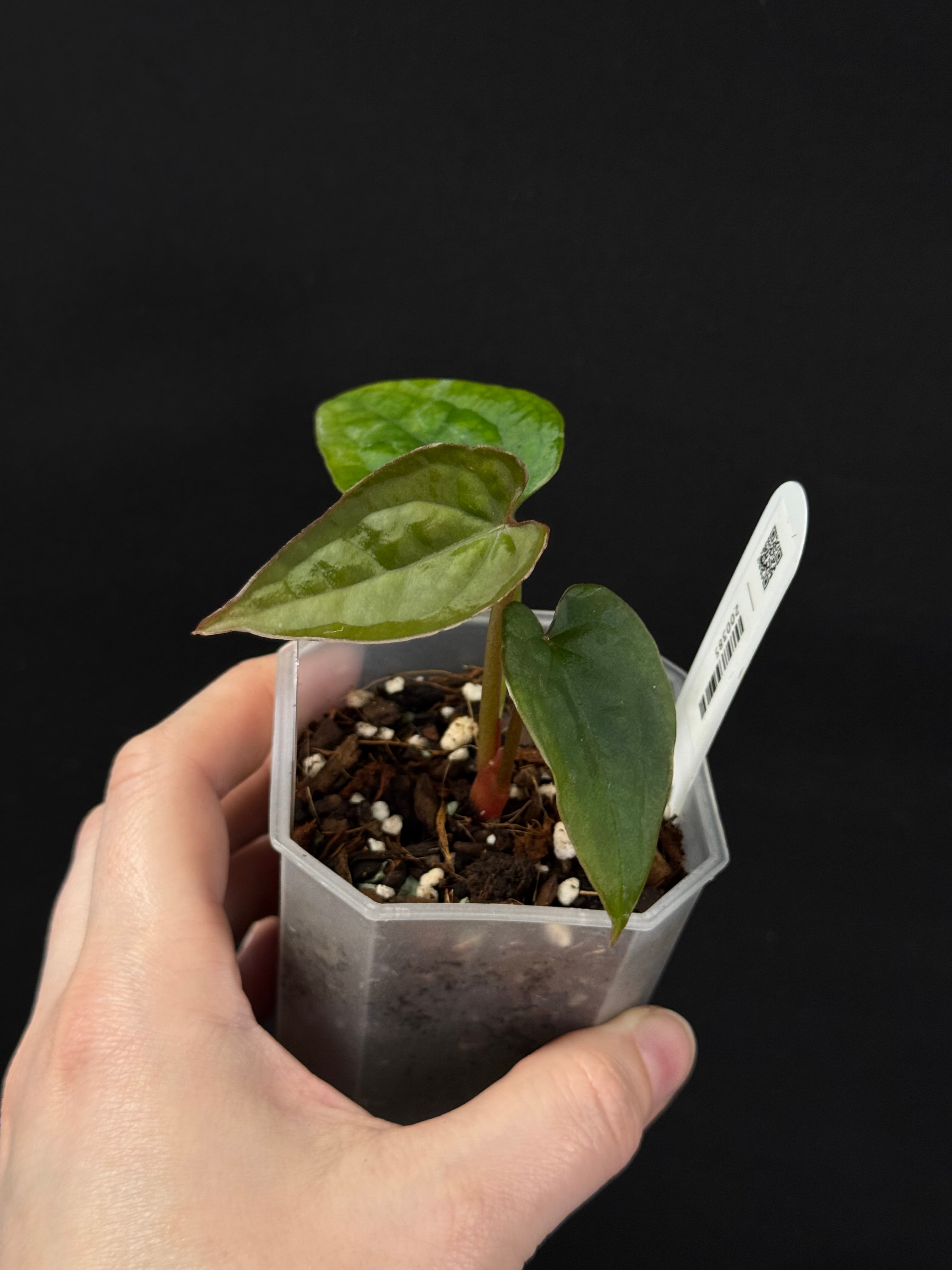 Anthurium Forgetii x Luxurians
