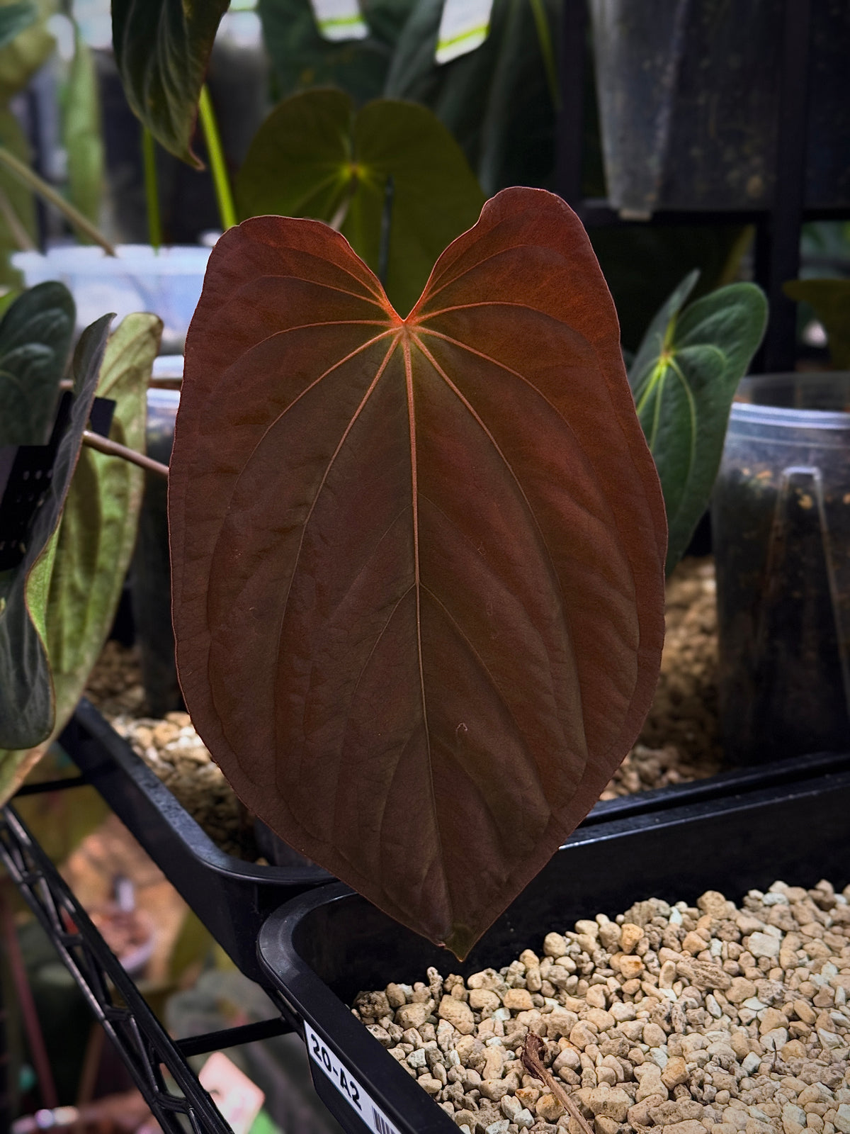 Private Collection NFS Anthurium plant with vibrant green leaves and red spathes, showcasing lush, healthy foliage.
