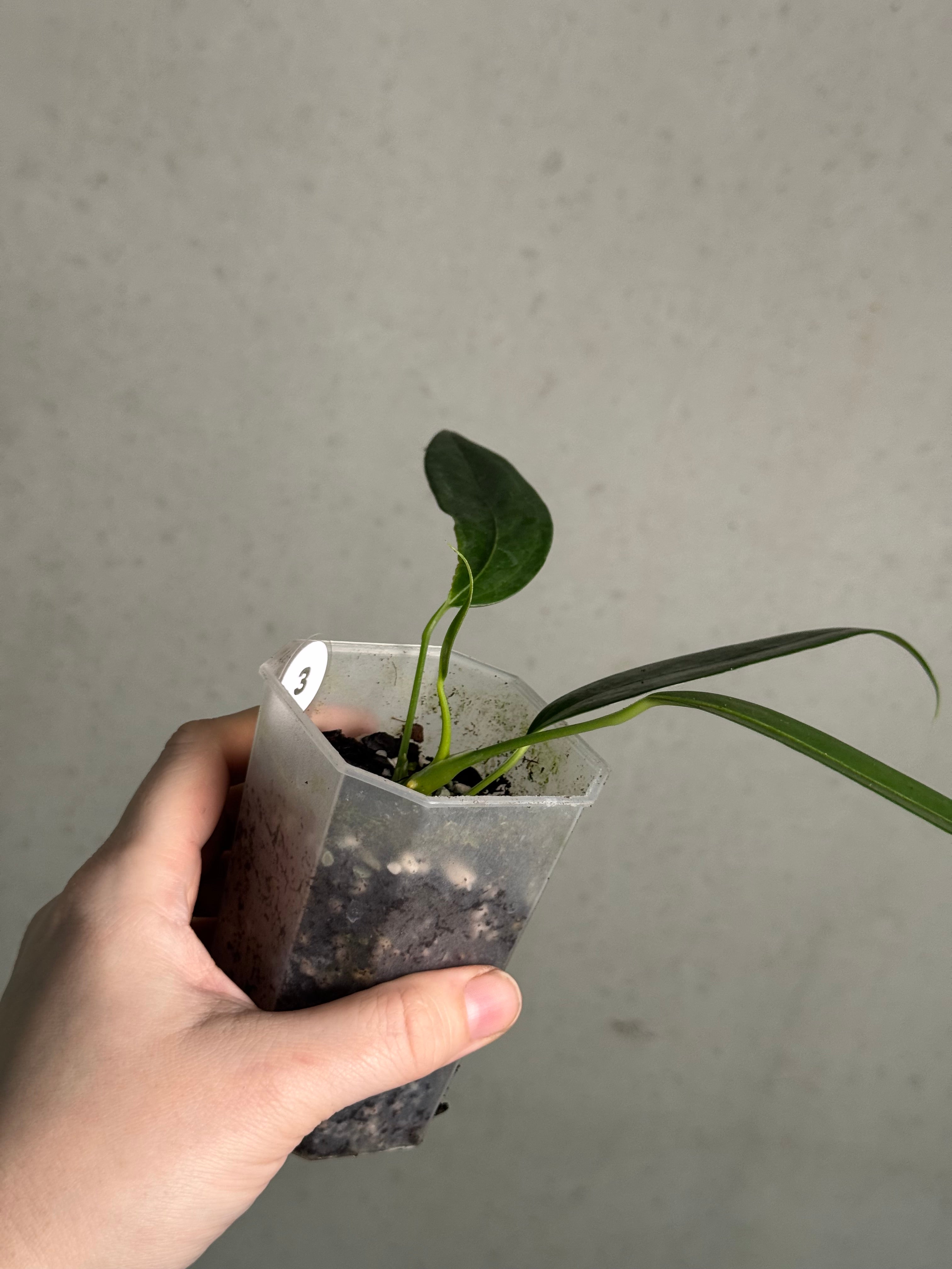 Anthurium Eminens S1 - SMUKHI