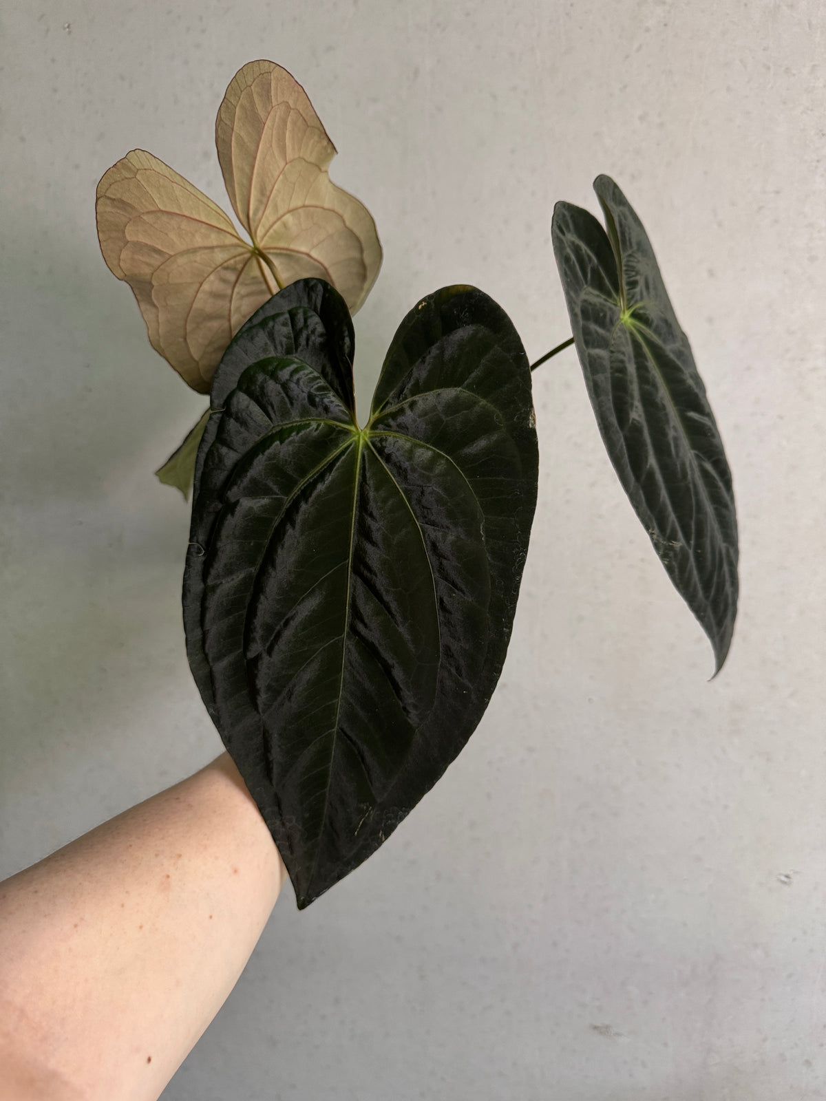 Anthurium Papillilaminum XOne and Dark Phoenix plants from SMUKHI with vibrant green leaves and distinctive foliage.