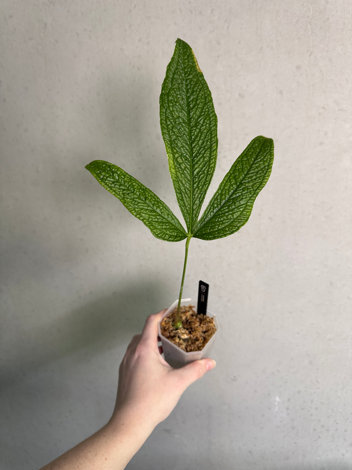 Anthurium sp. Nov Peru plant with vibrant green leaves and distinctive red spathes, displayed by SMUKHI.