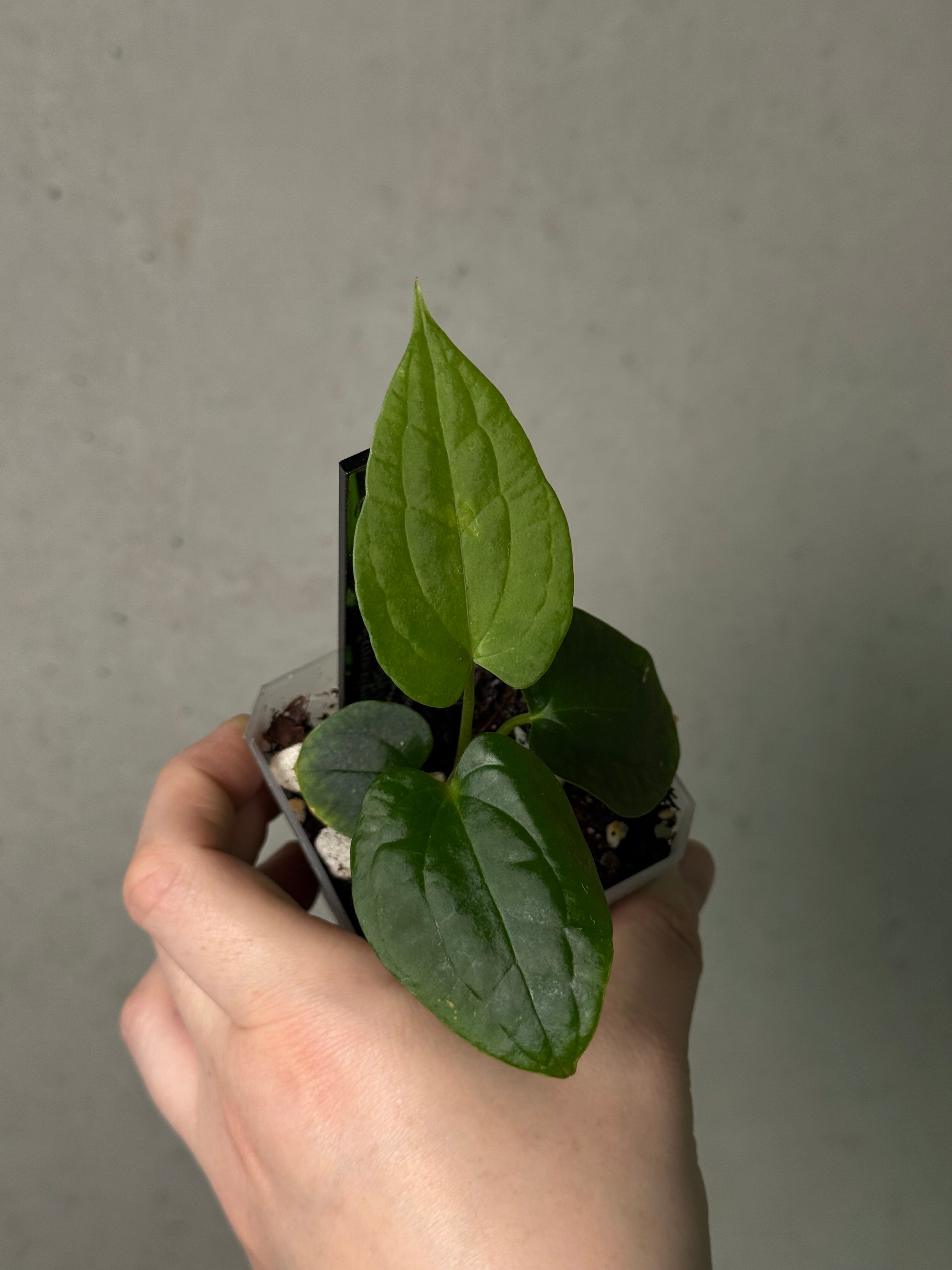Anthurium Red Vein Dark Phoenix x BVEP RA1