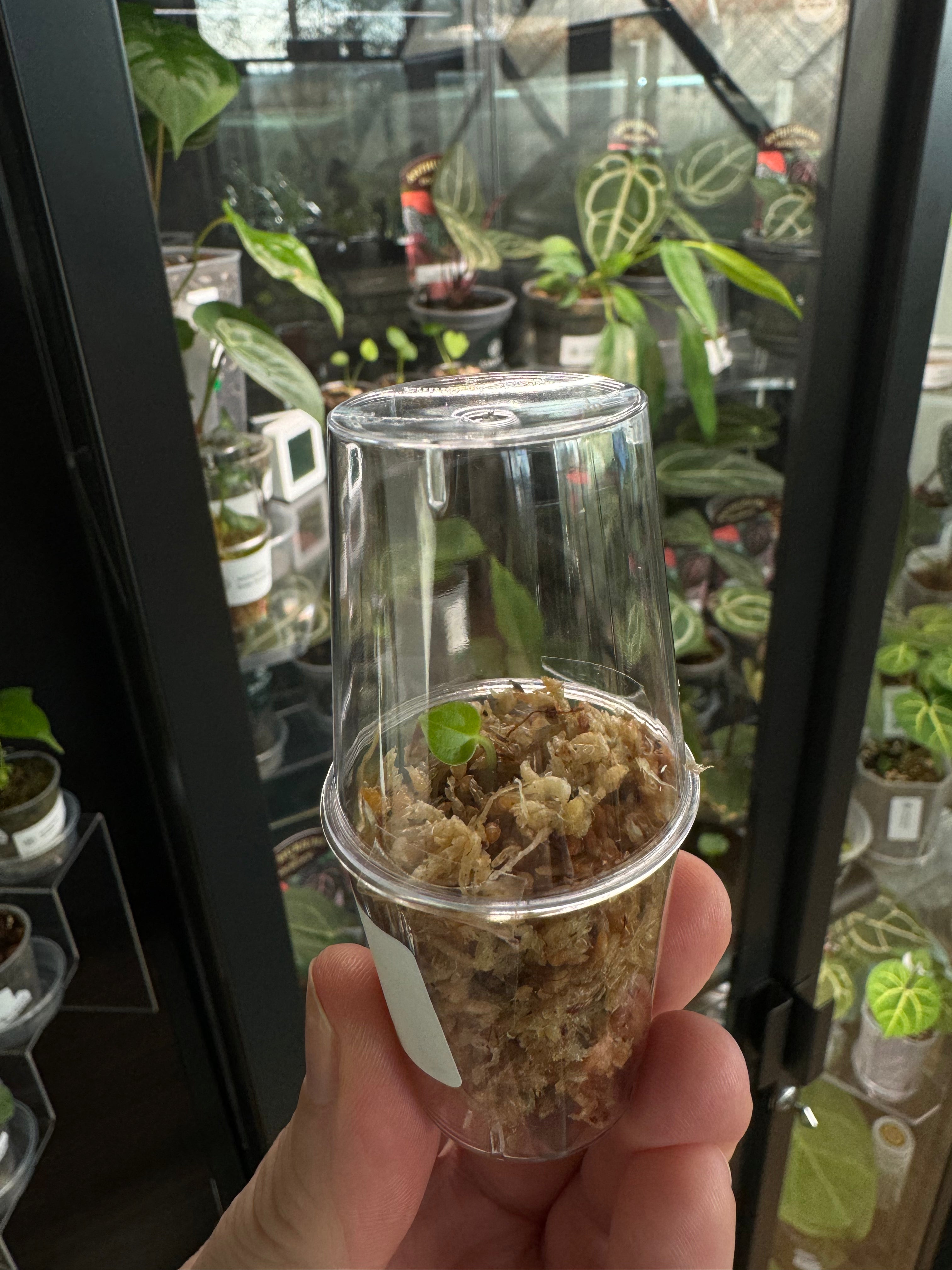 Anthurium RLFS x self - Seeds