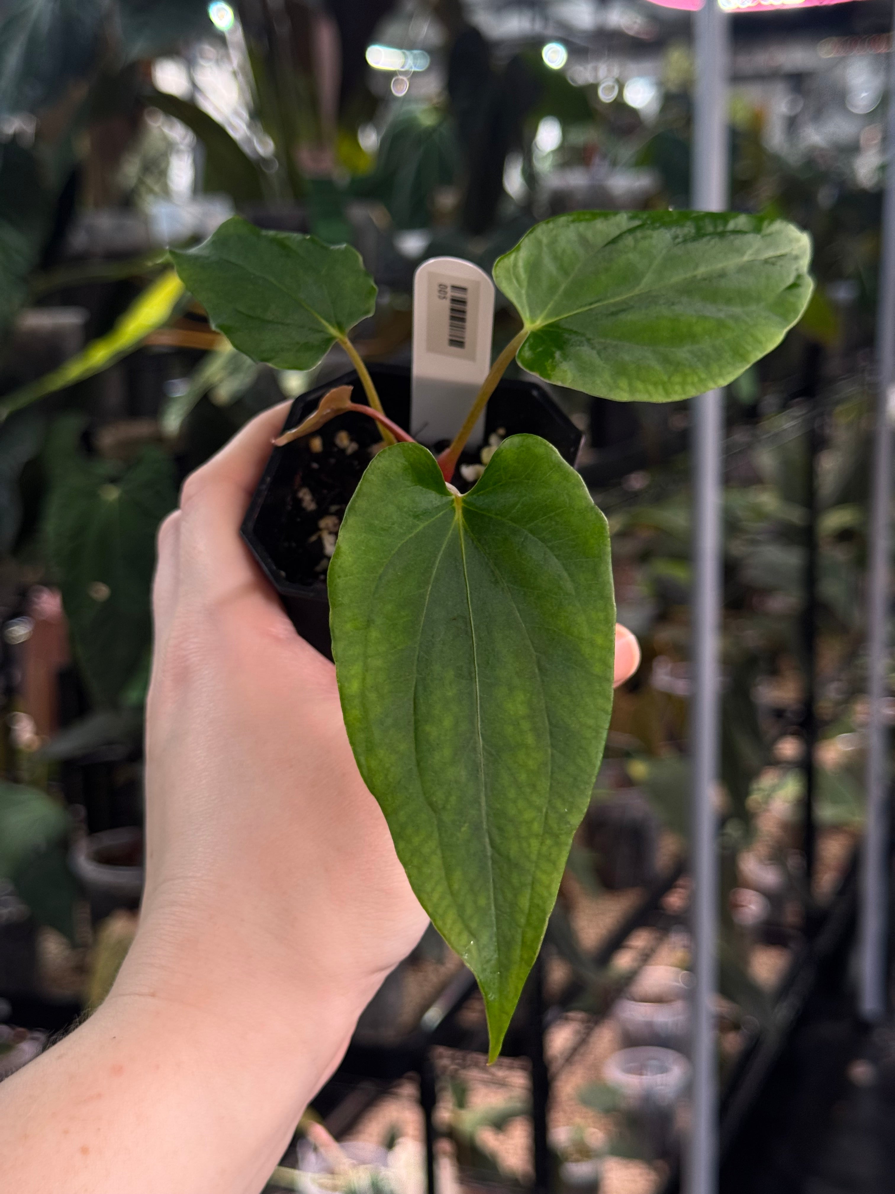 Anthurium Ralph Lynam x self