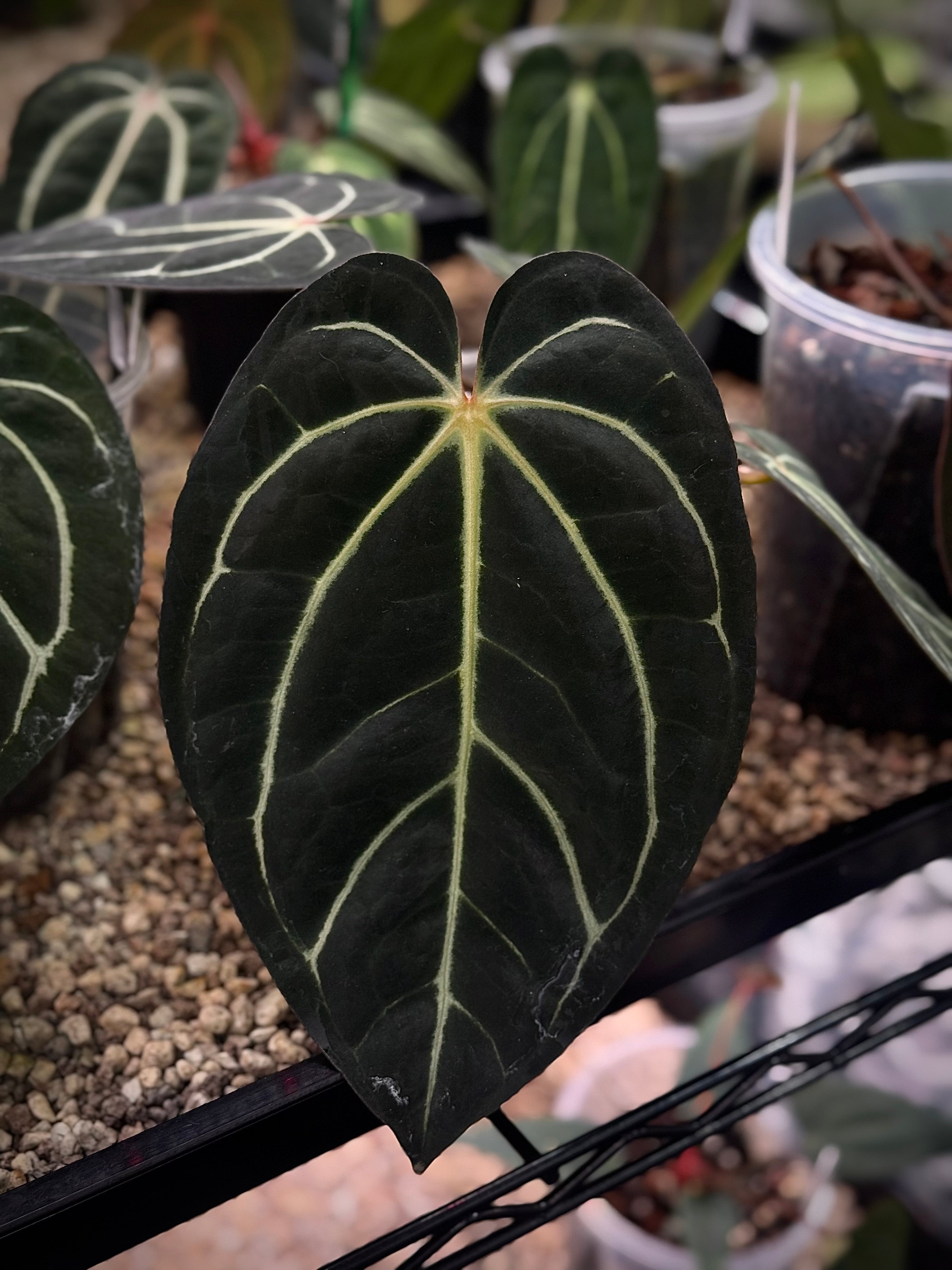 NFS: Anthurium Carlablackiae 'District' x BUZ1