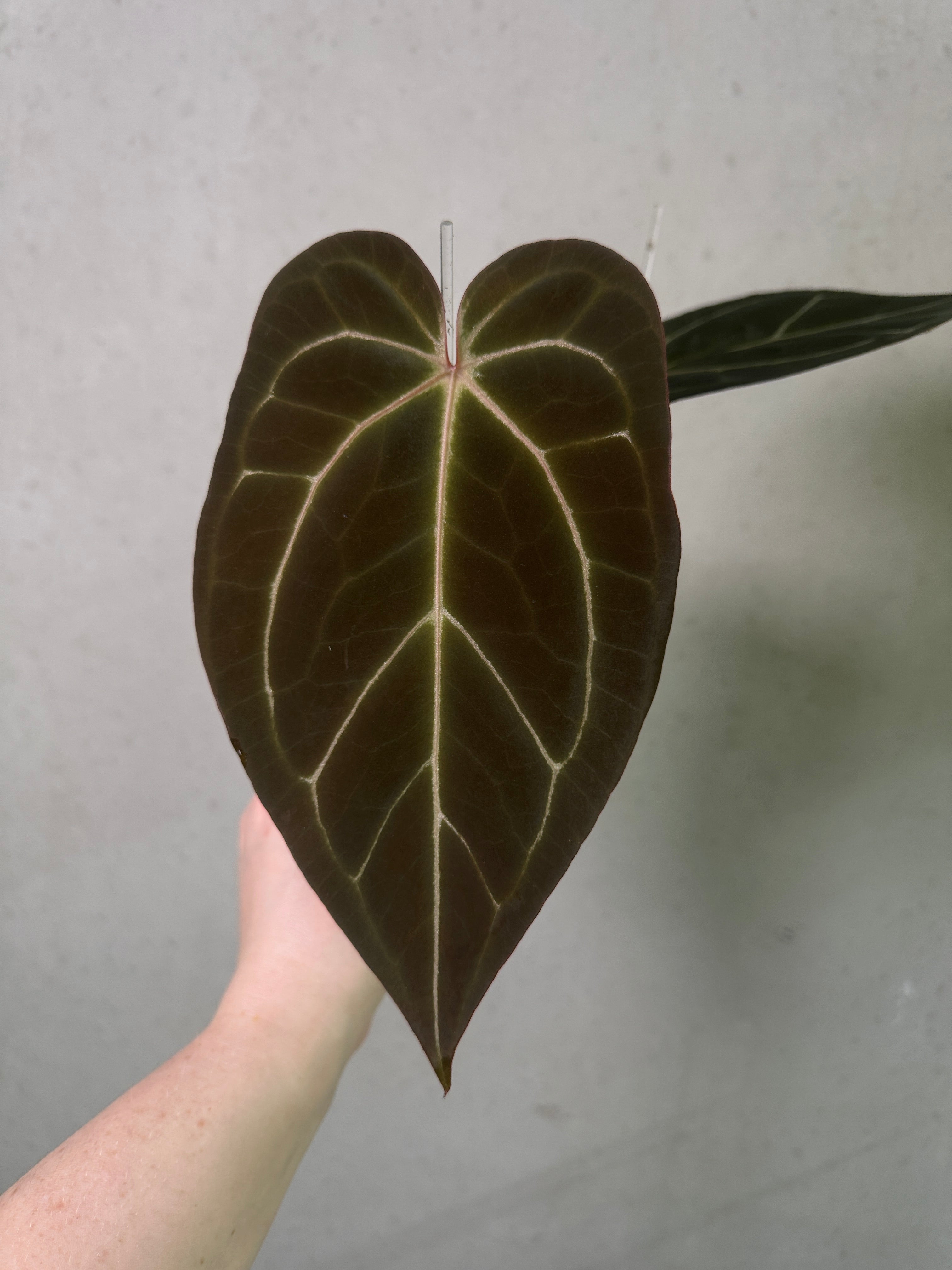 Anthurium Black Widow '43' and Red Velvet Cake '24' plants by DocBlock, showcasing glossy leaves and vibrant flowers.
