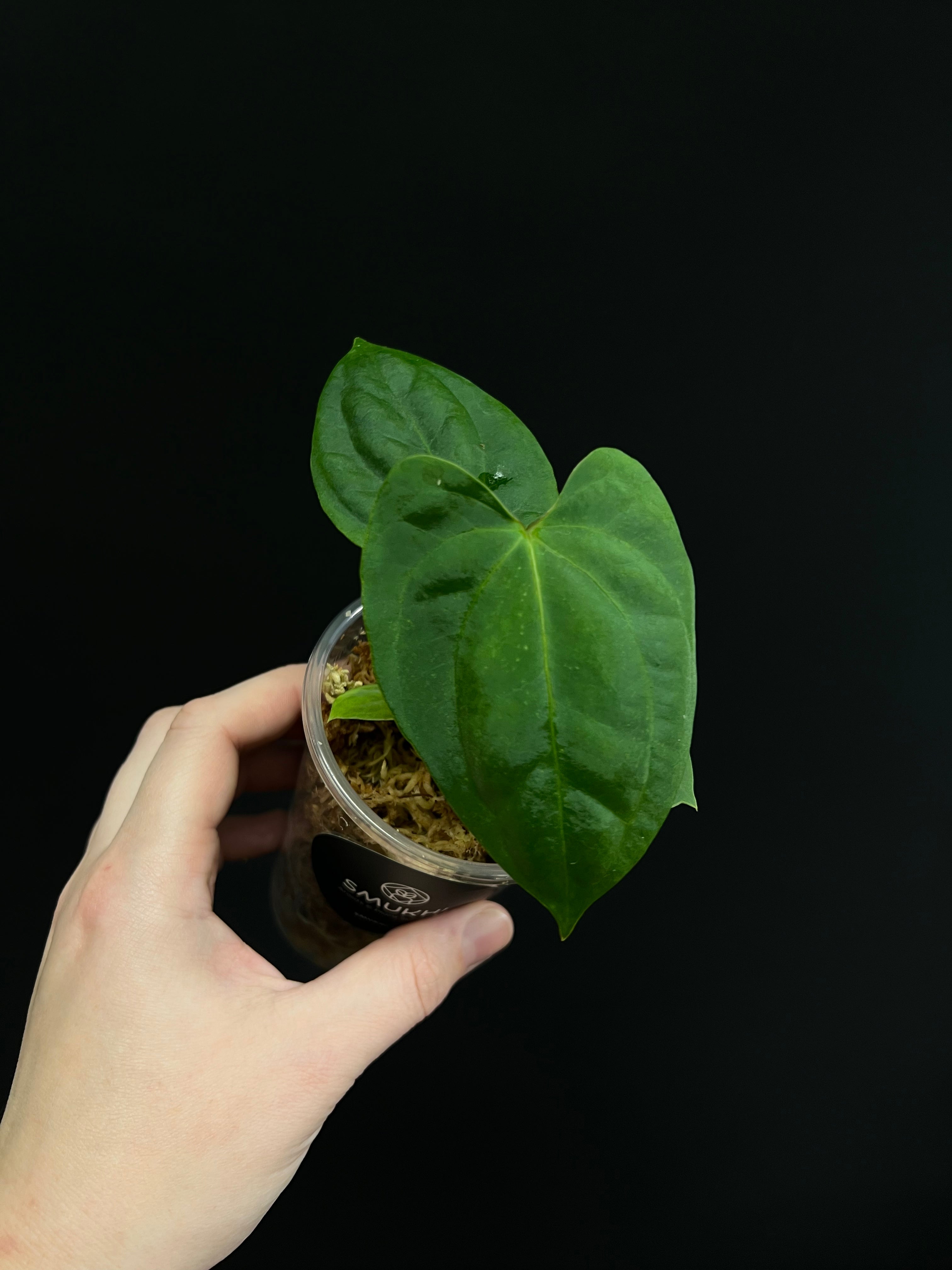 Anthurium RLFS x self - Small Plants