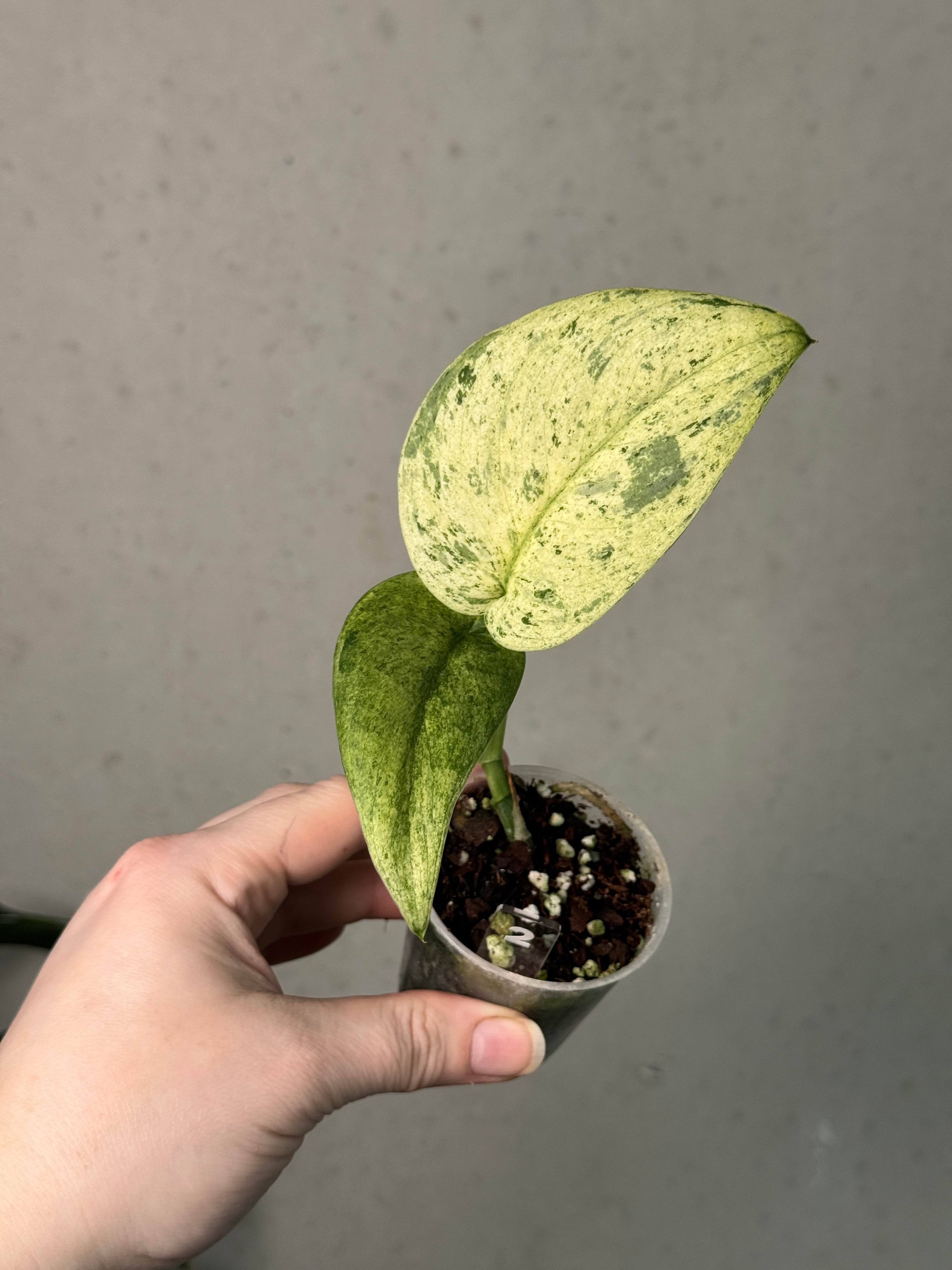 Scindapsus Jade Satin Marble Queen