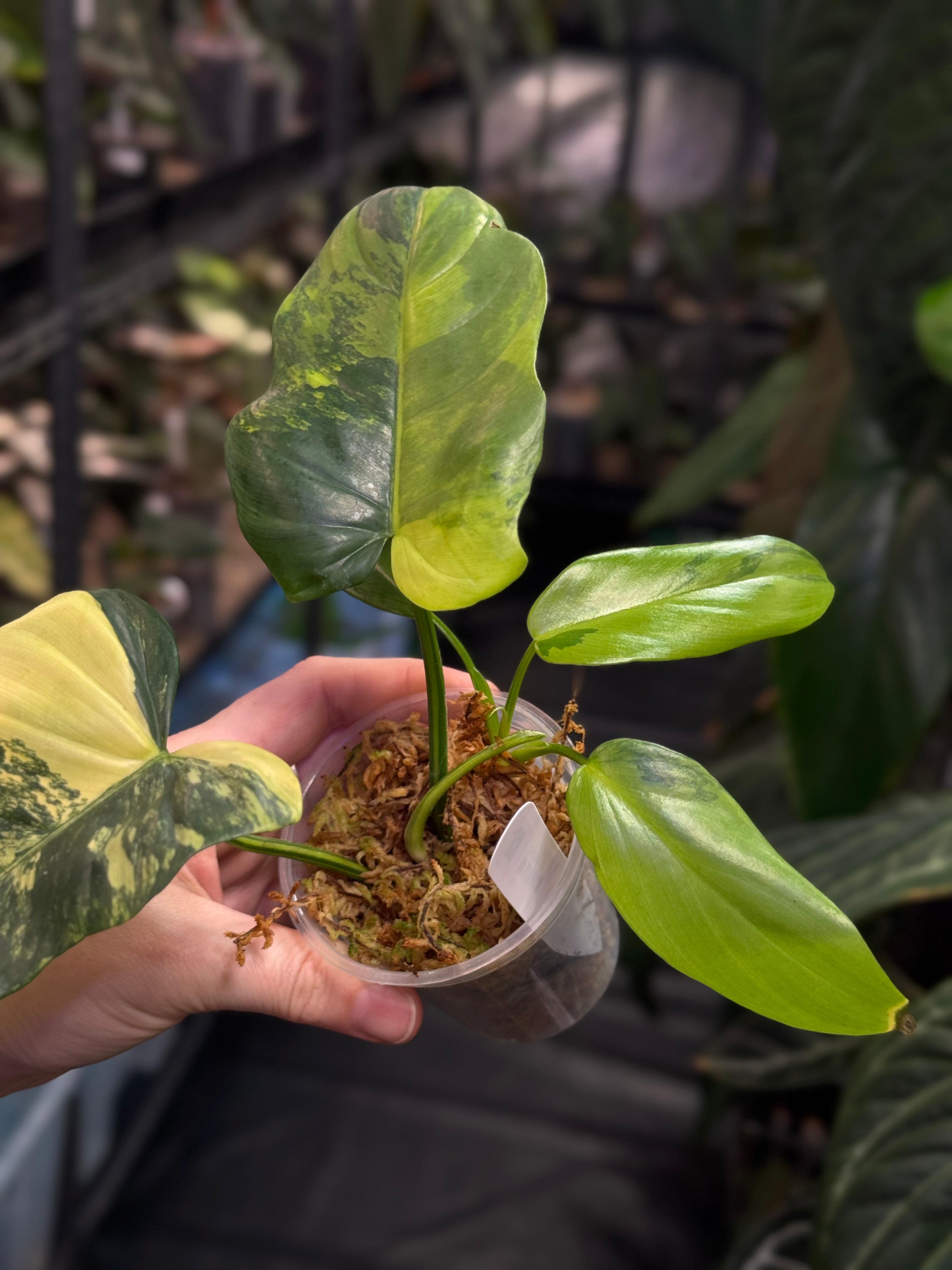 Philodendron Violin variegata
