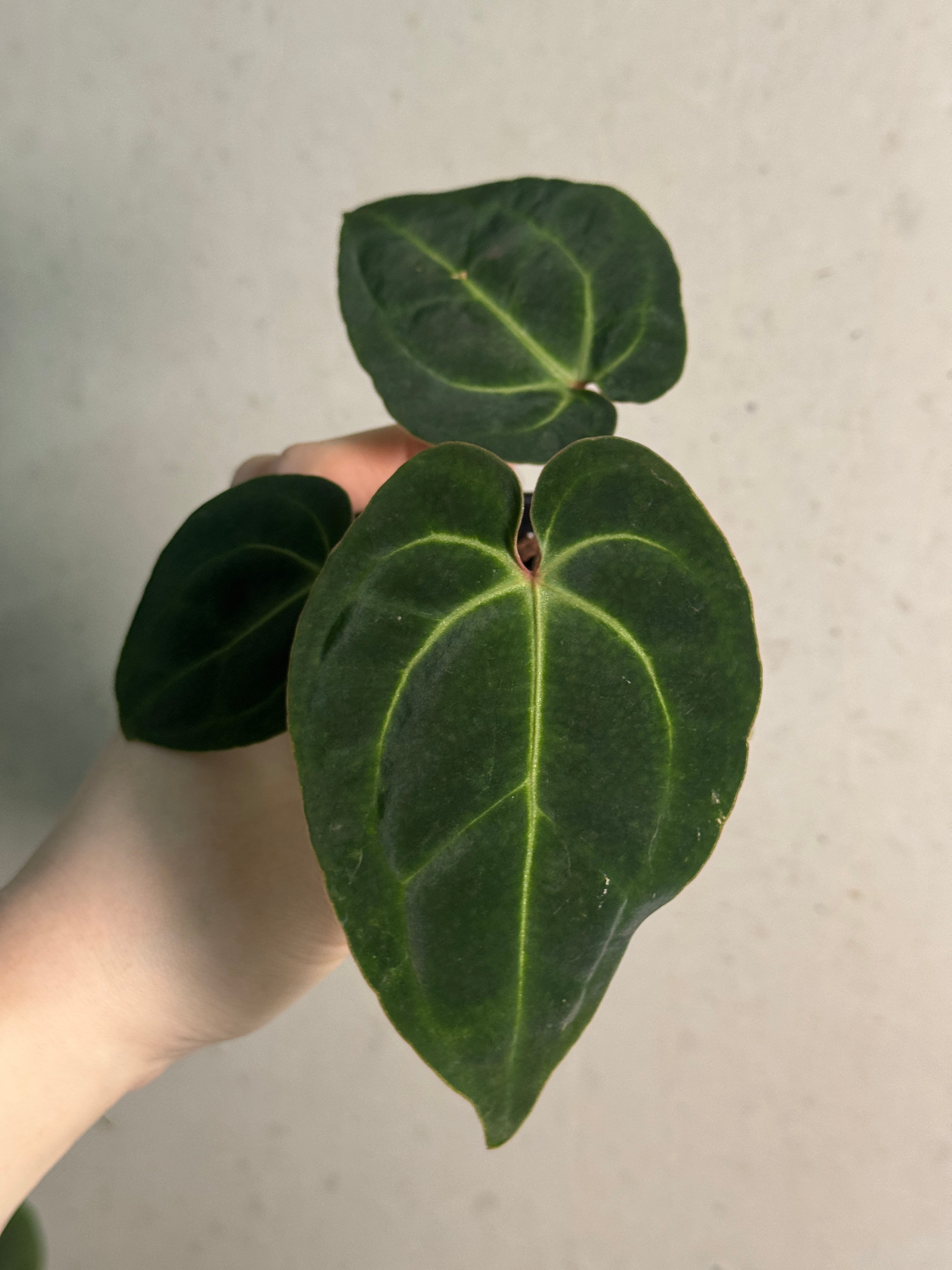 Anthurium Besseae aff - SMUKHI