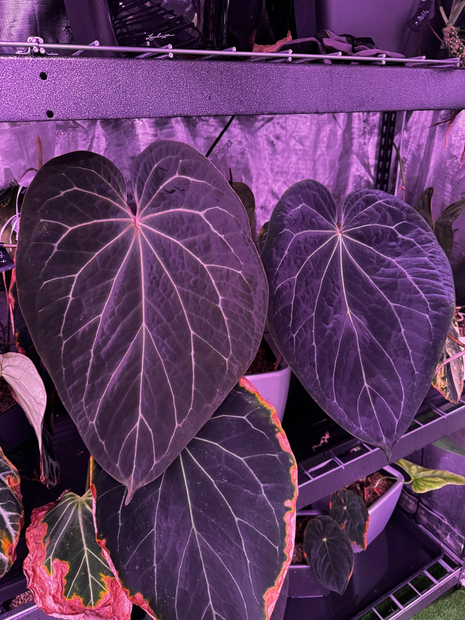 Anthurium Tim Anderson 'Stripey' plant by Granthuriums with vibrant green leaves and distinctive striped foliage.