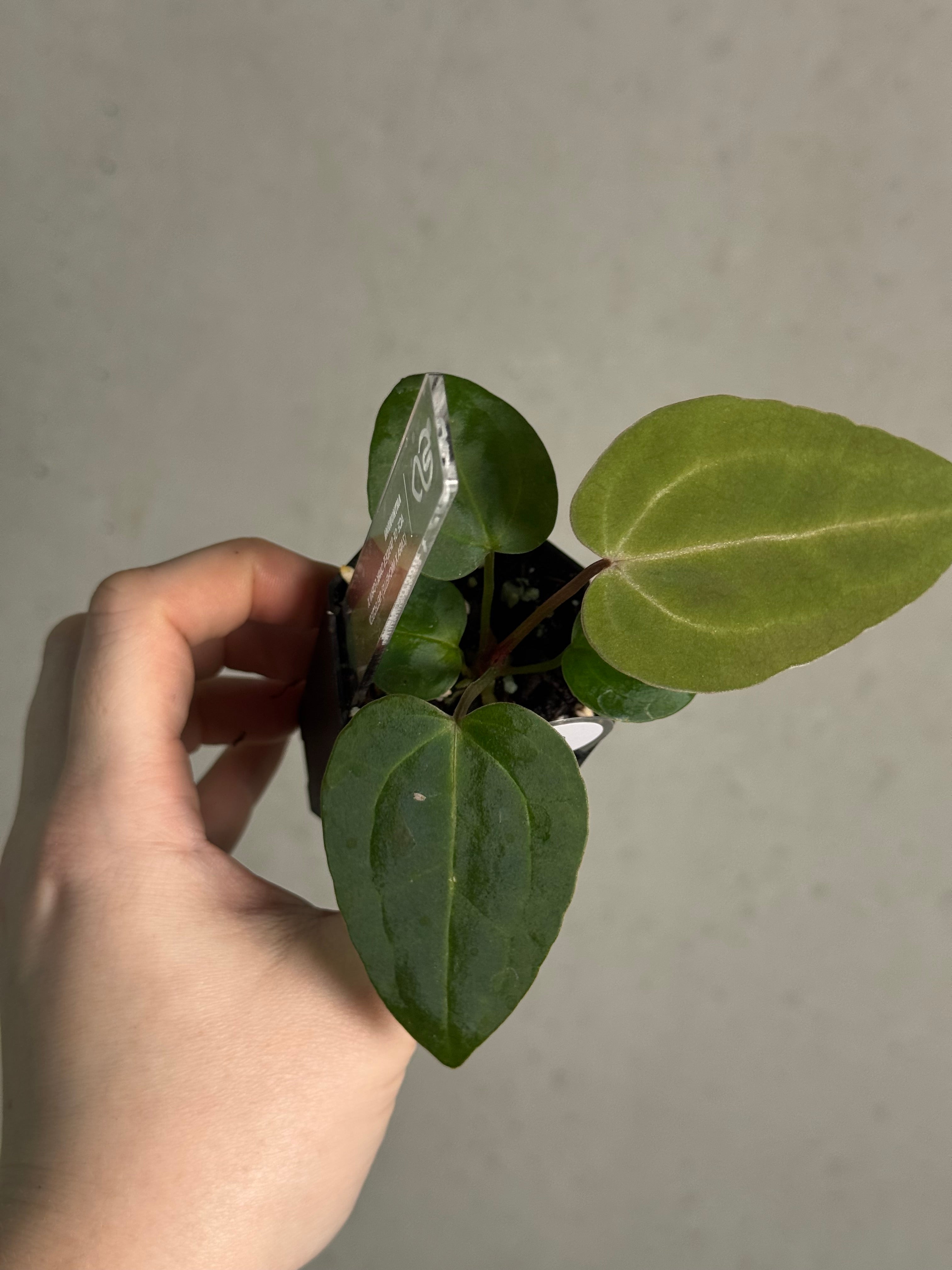 Anthurium Ace of Spades Dark Form x (Zara x Michelle) 'Selected' - SMUKHI