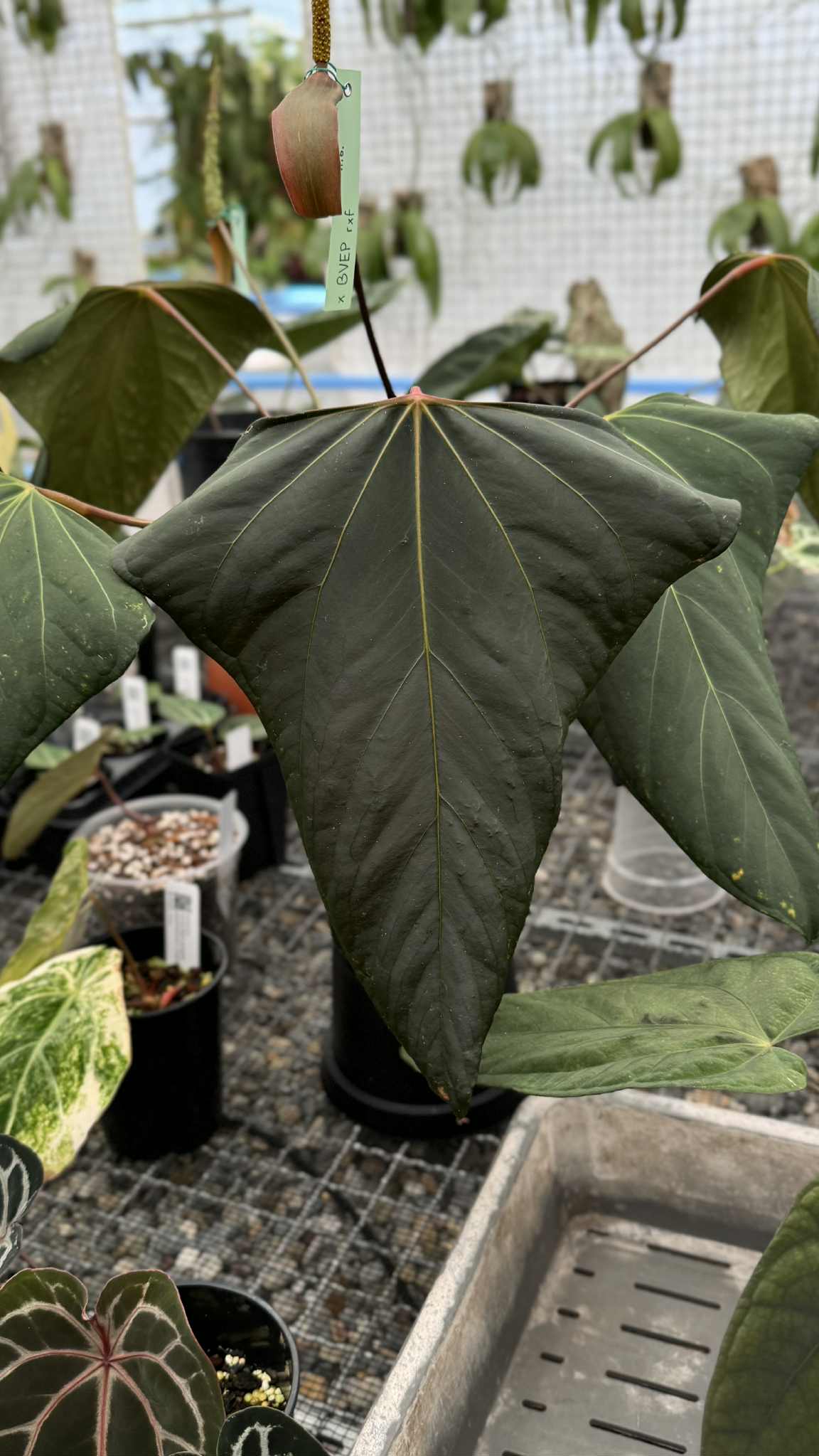 Variegated Stingray Anthurium Fort Sherman x Mr. Worldwide #2 plant with vibrant green and variegated leaves.