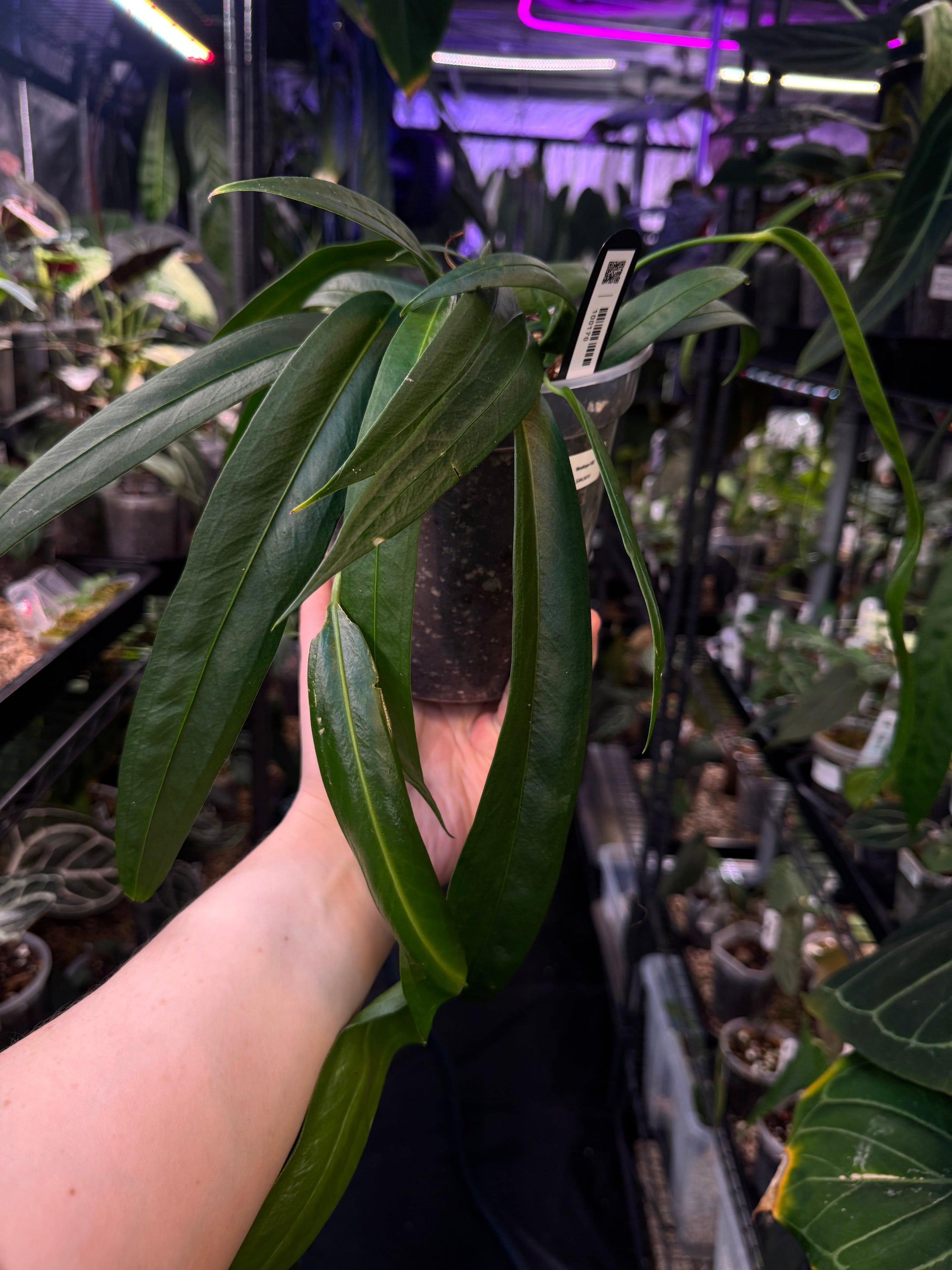 anthurium pallidiflorum vs vittarifolium NFS: Anthurium Wendlingeri NSE