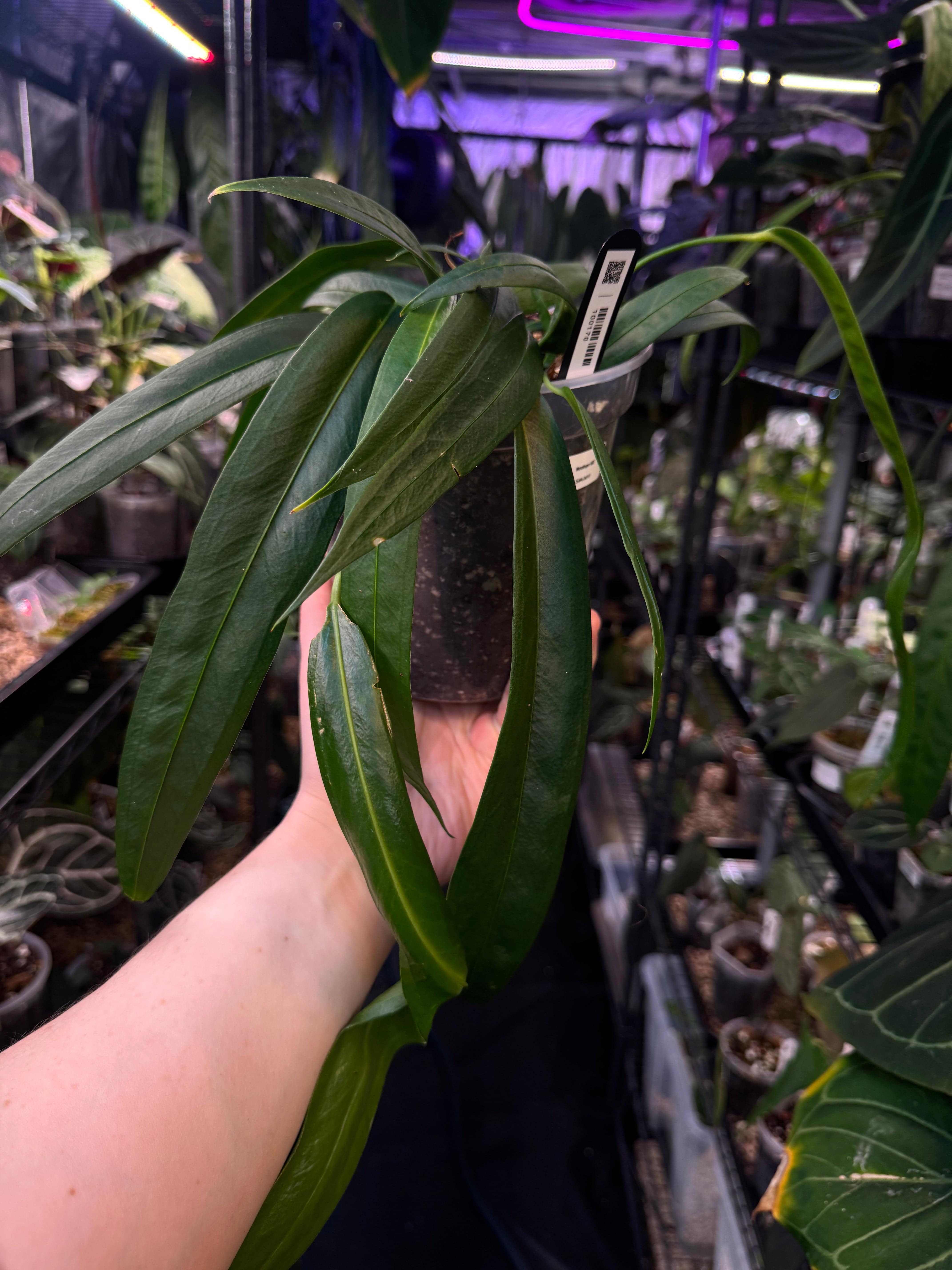 NFS: Anthurium Wendlingeri NSE - SMUKHI