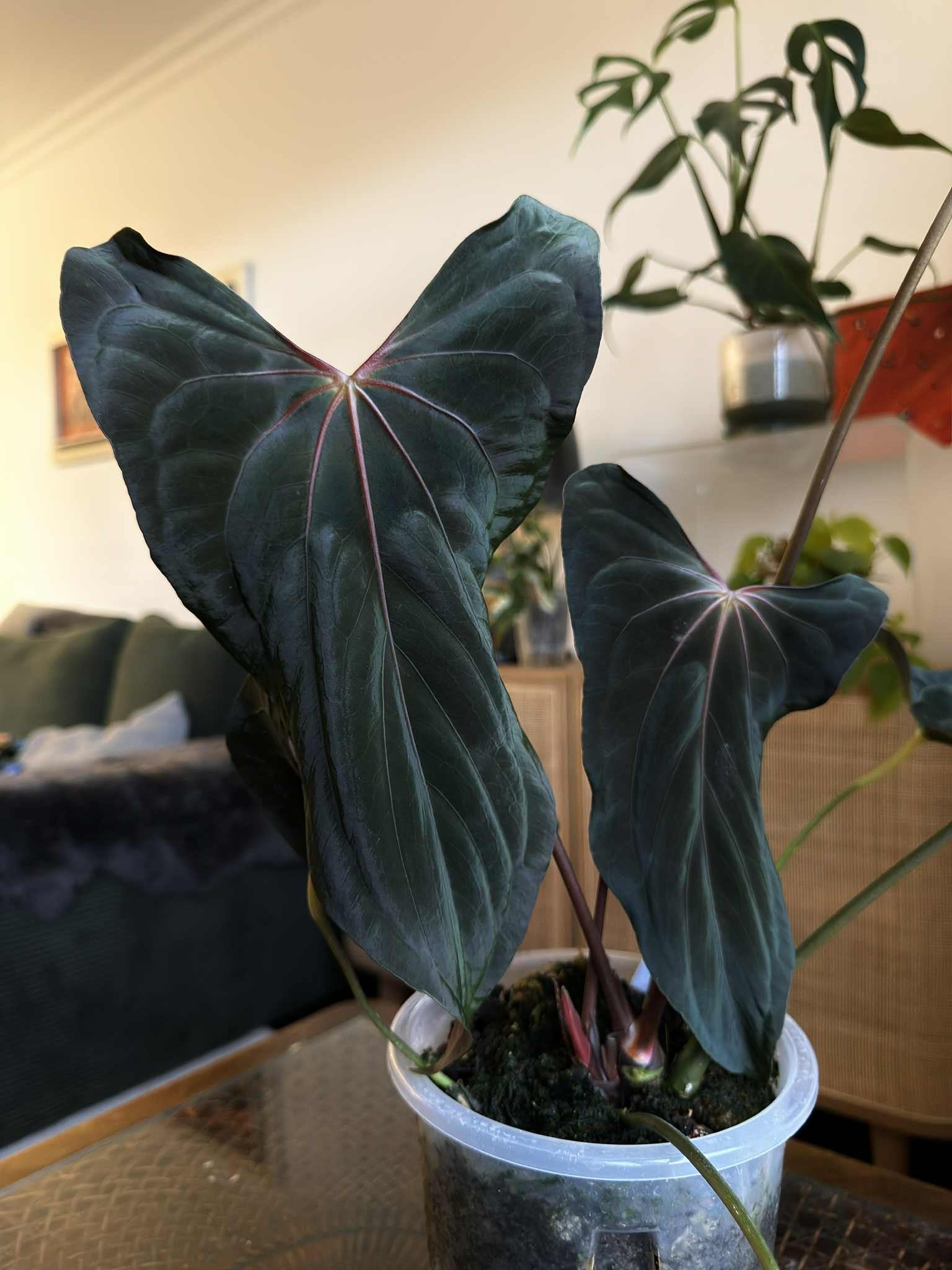 NFS: Anthurium RLxFS x (Ralph Lynam x self)