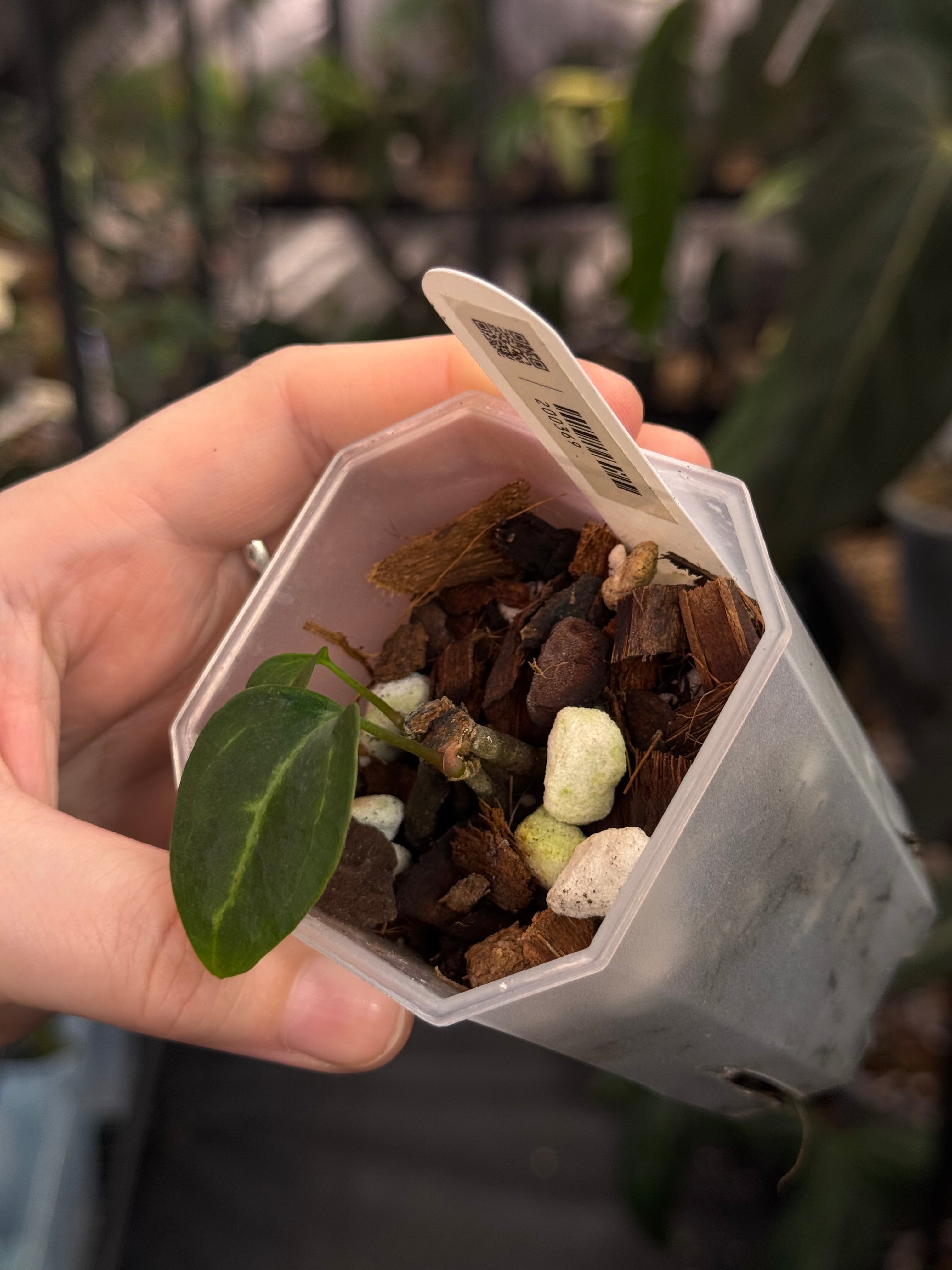 Anthurium Carlablackiae NSE