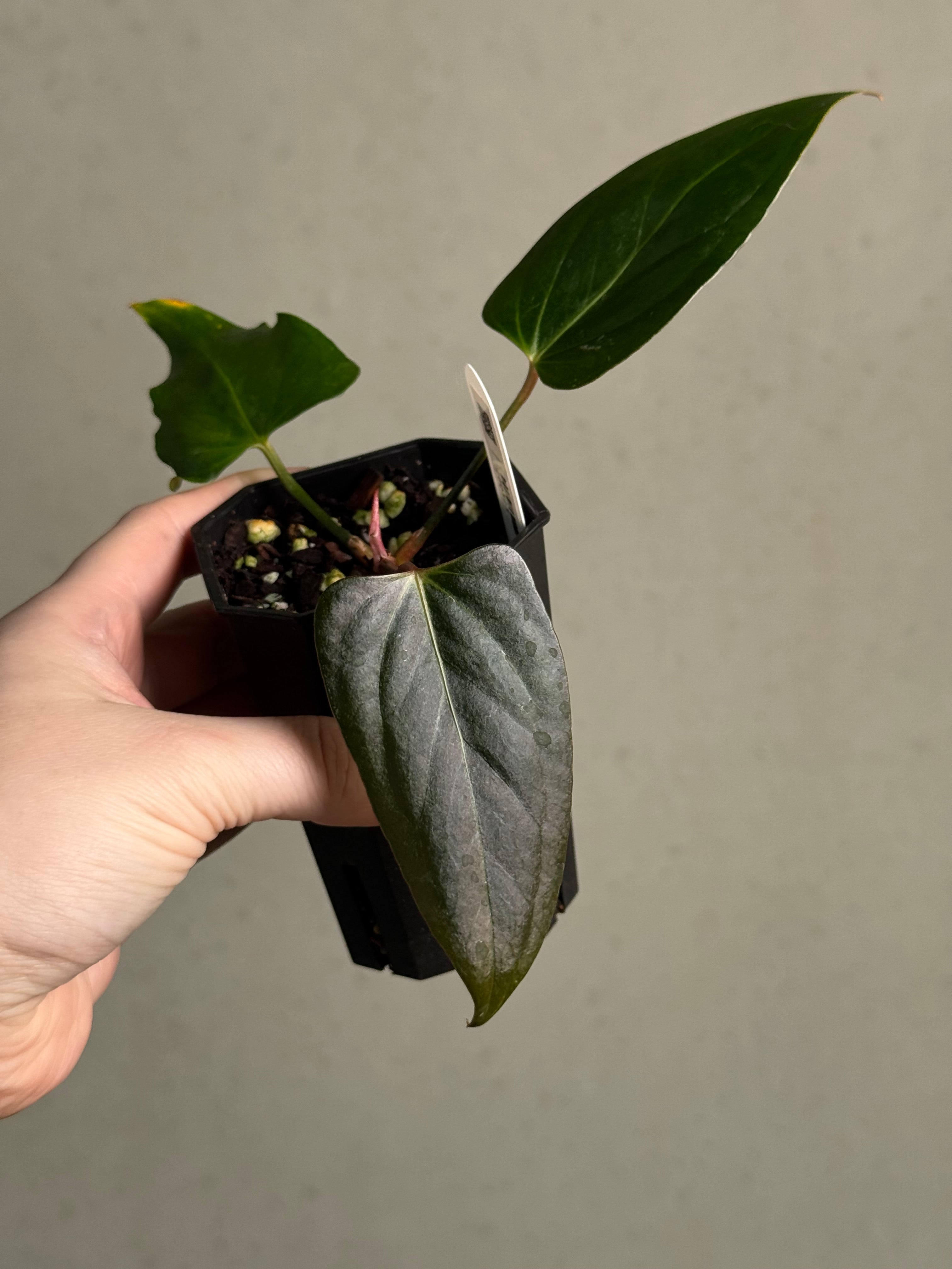 Anthurium Indo Portillae XDF x Indo Portillae - Clone - SMUKHI