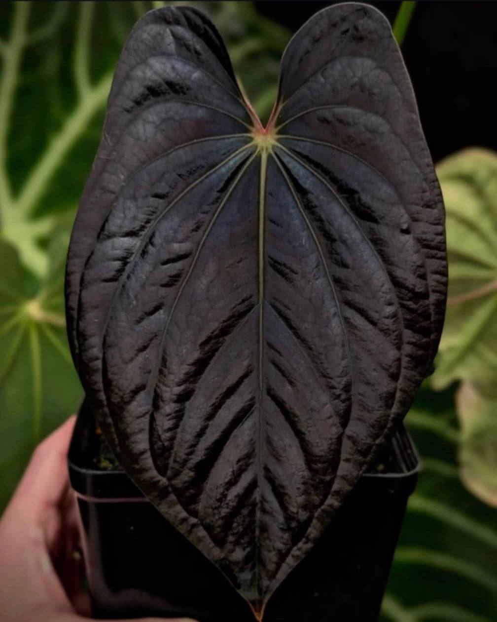 Anthurium BVEP 'Blackened tuna' x RA1 - SMUKHI