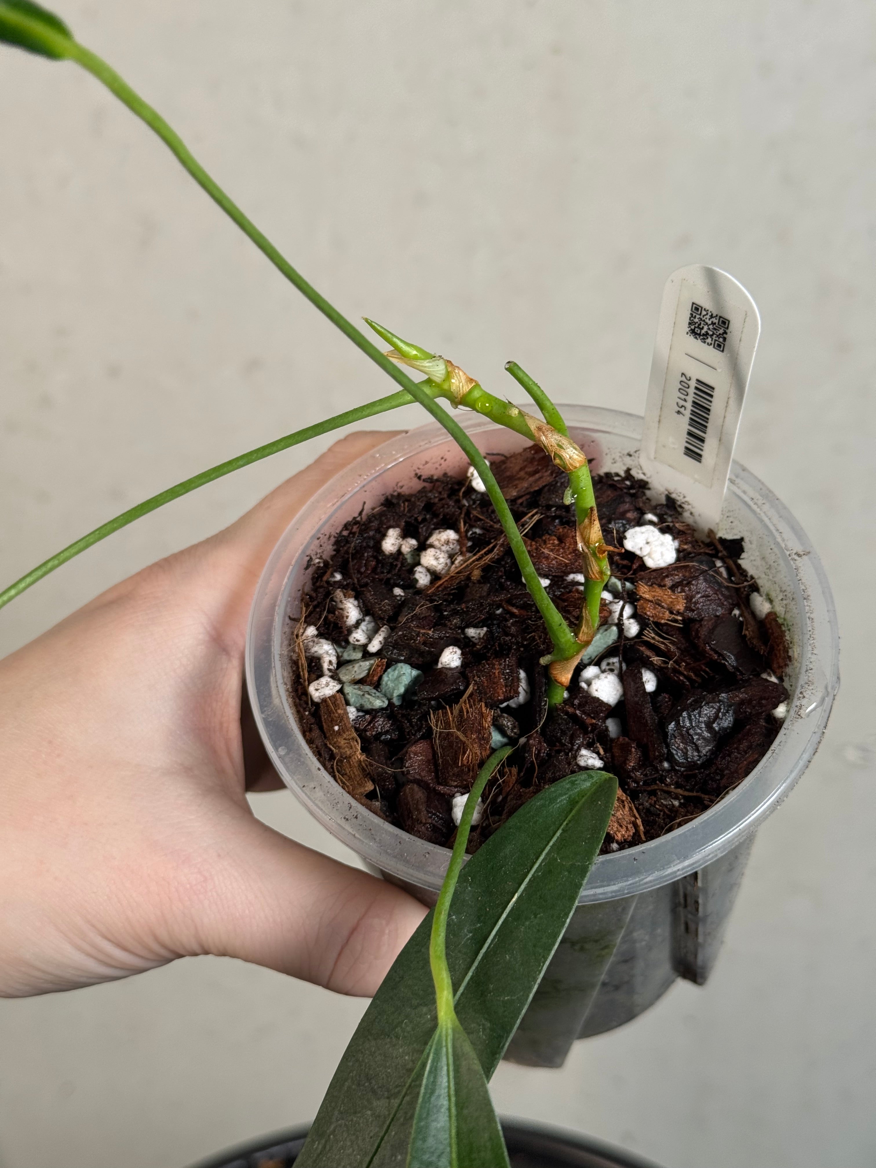 B-Grade/Sad Plants - Various Plants
