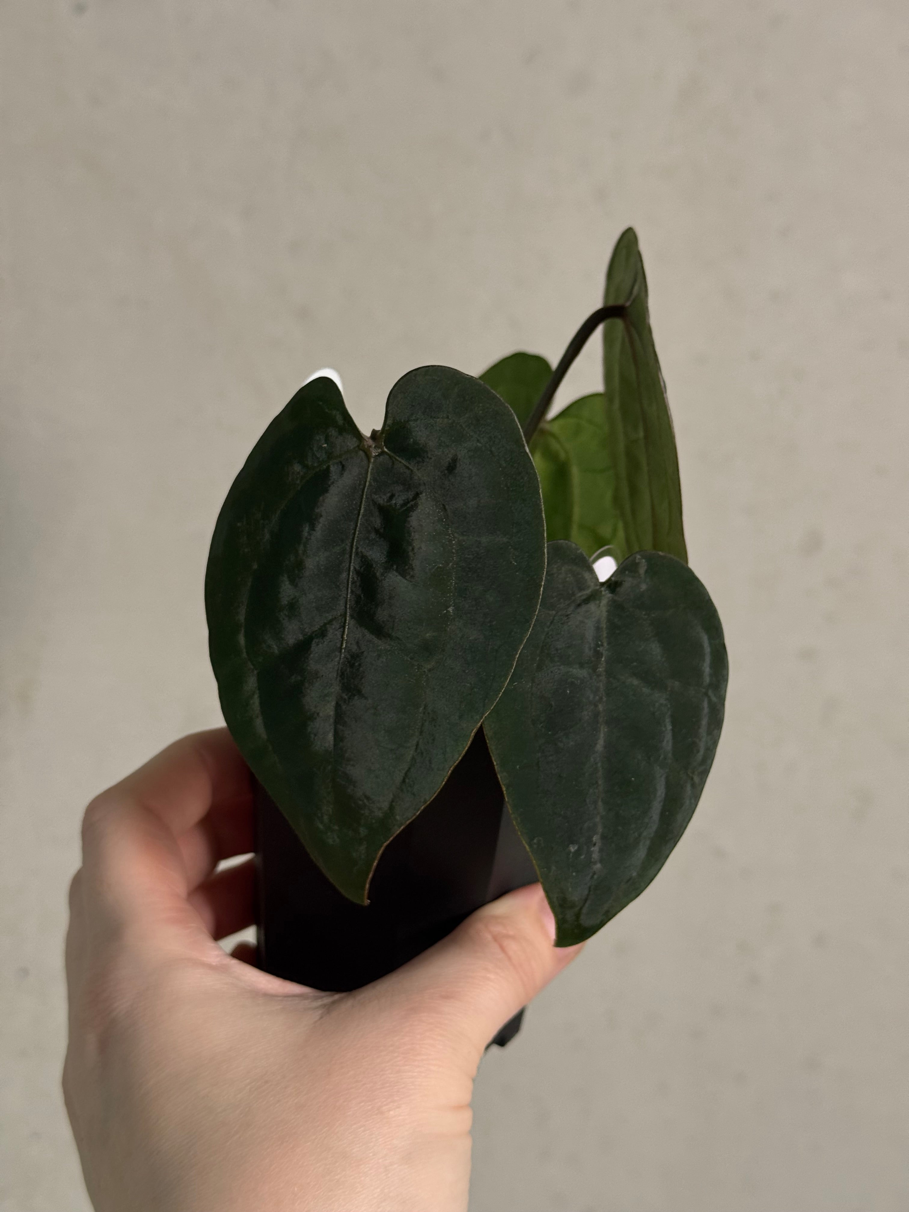 Anthurium Ace Of Spades Dark Form F1 (SKG) - SMUKHI