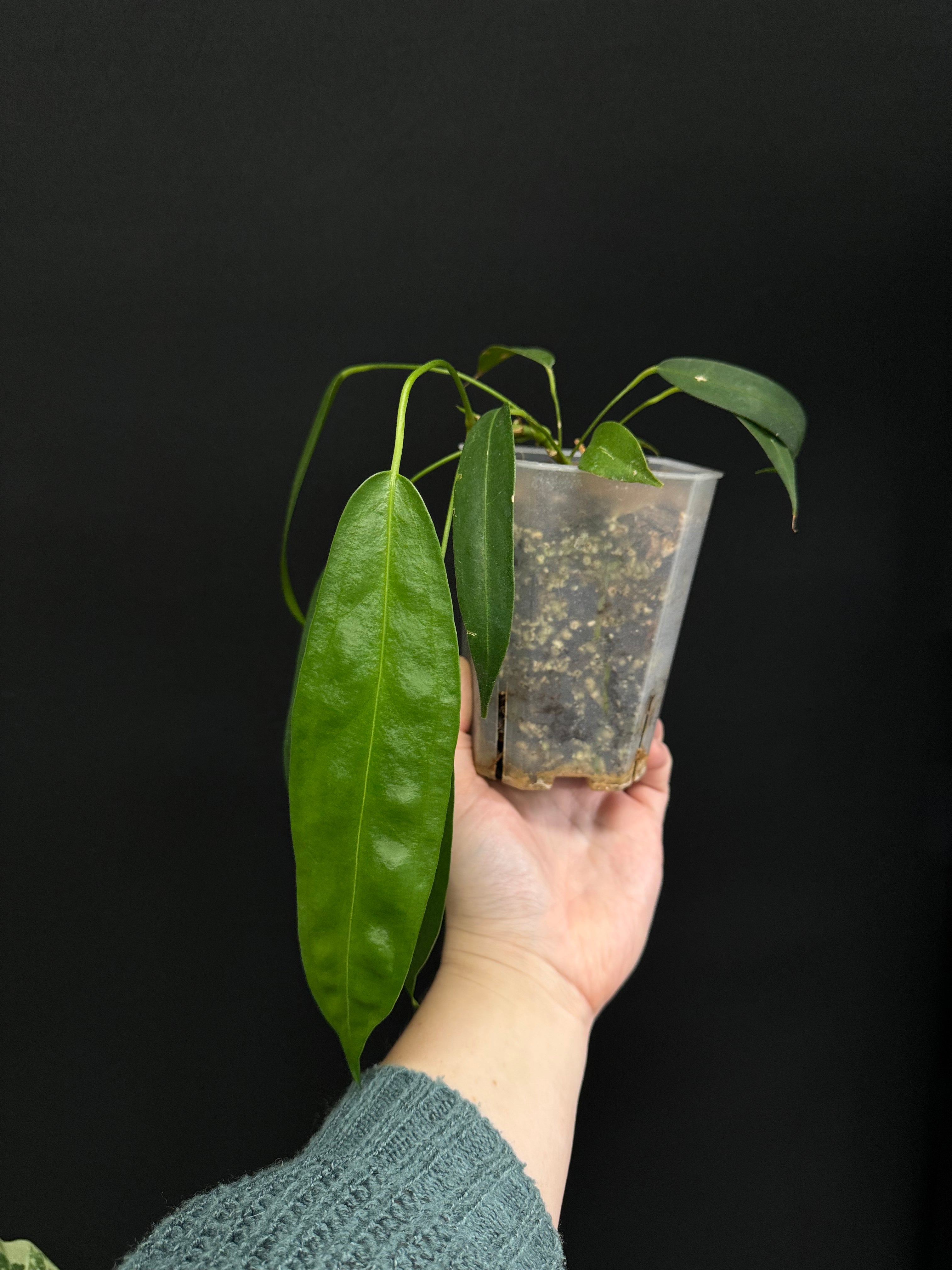 Anthurium Wendlingeri - Small/Medium