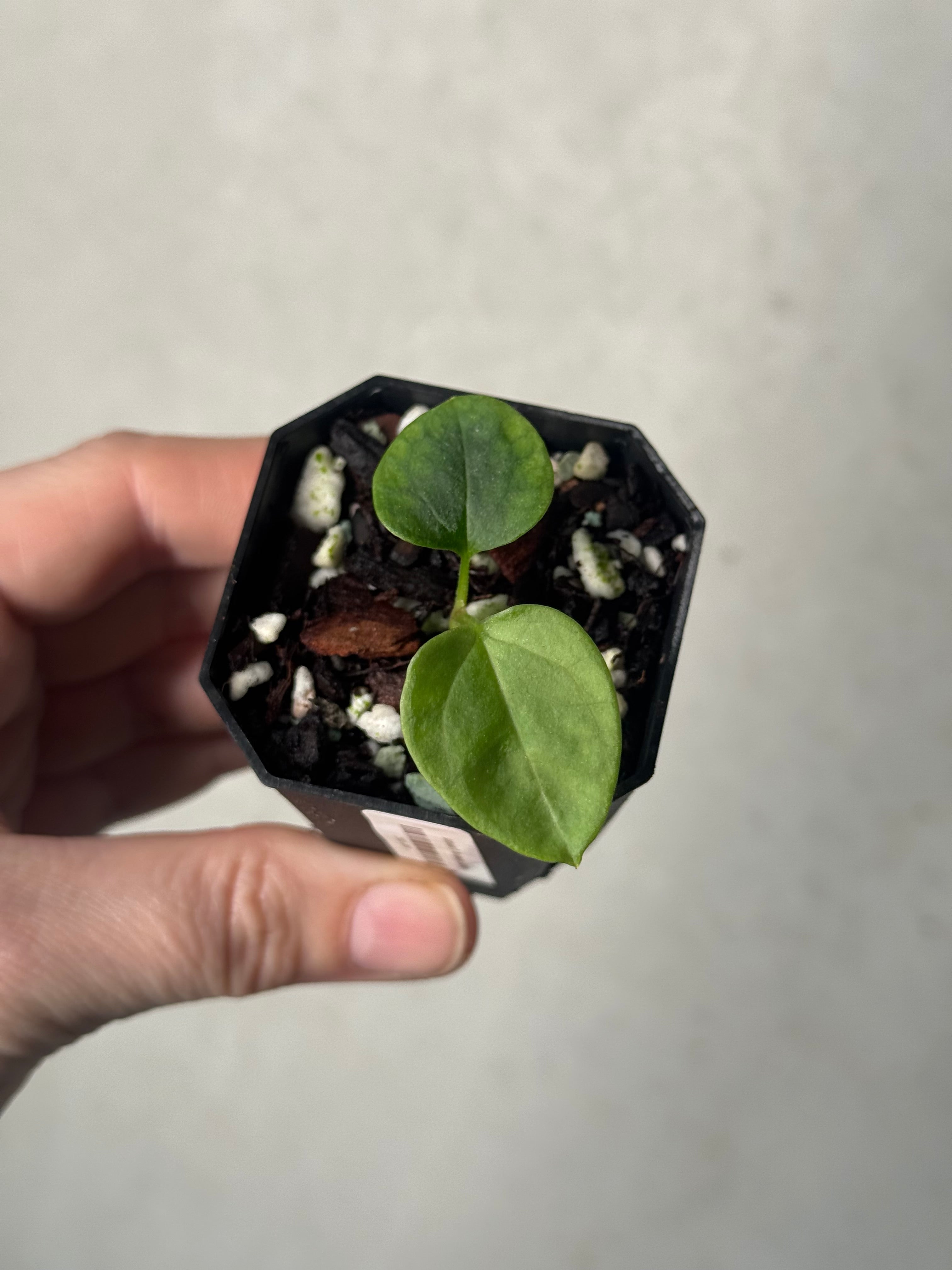 Anthurium Mr. Worldwide x Debilis