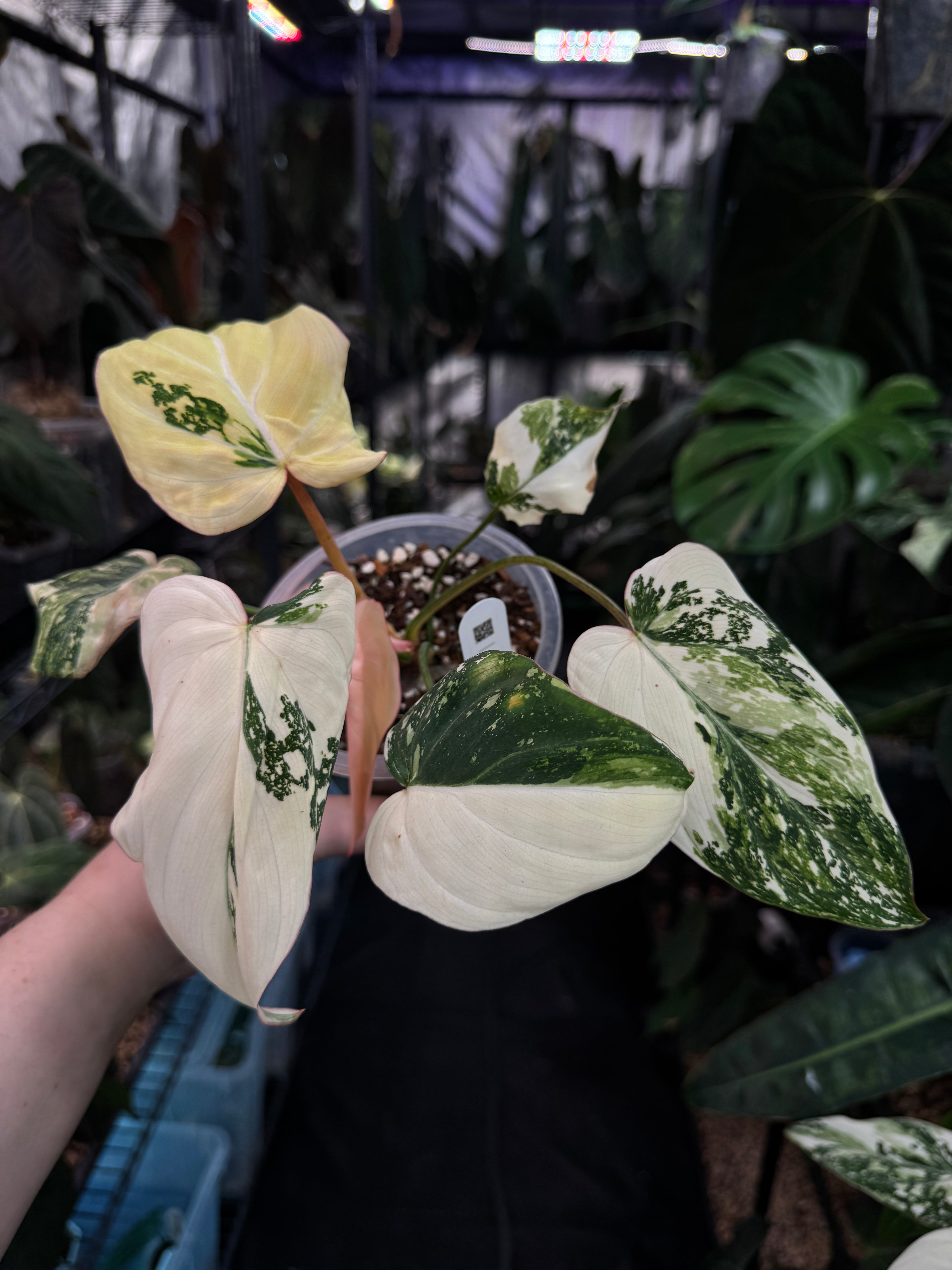 Philodendron Gloriosum Tricolor