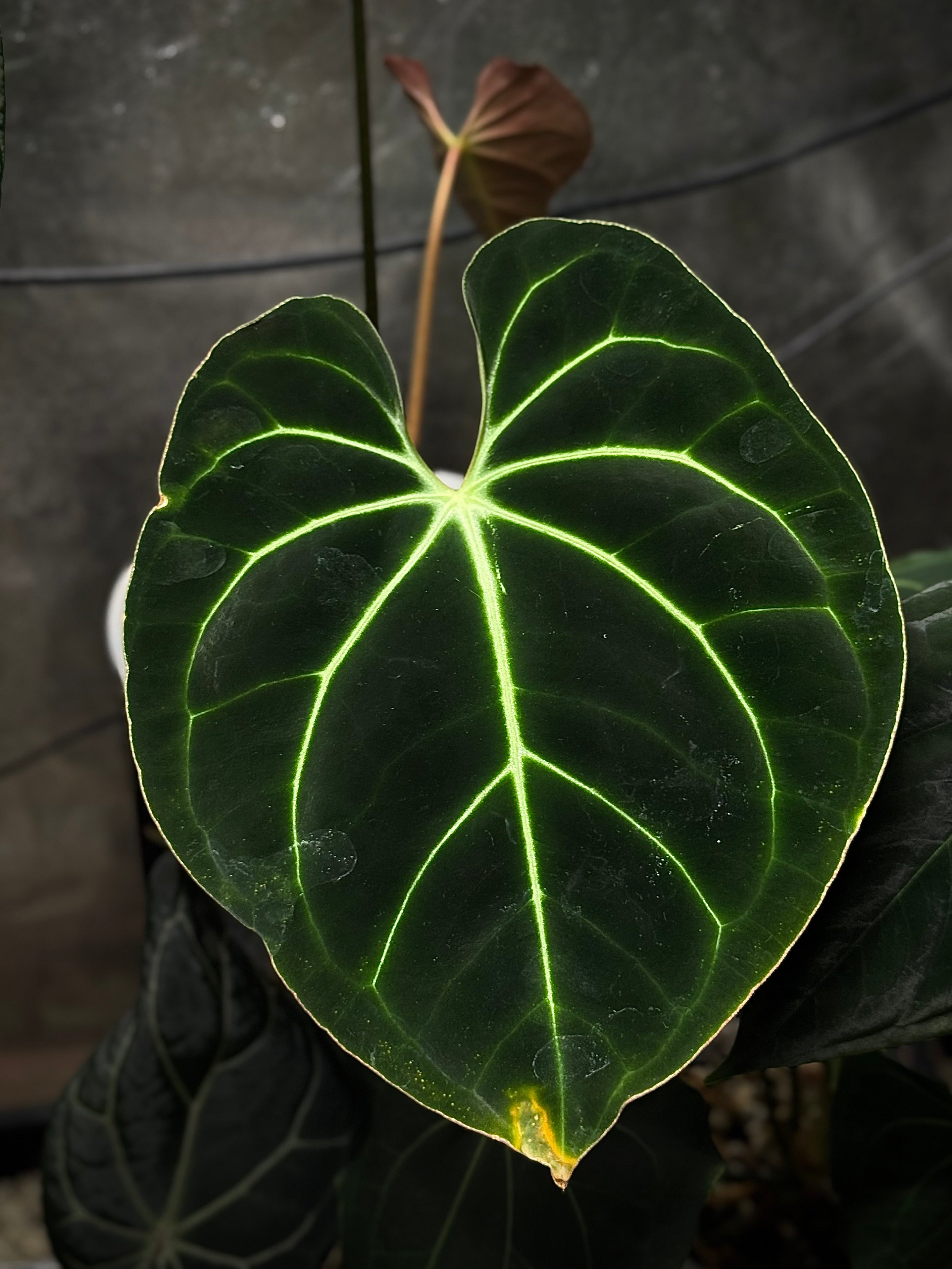 NFS: Anthurium Besseae aff #1