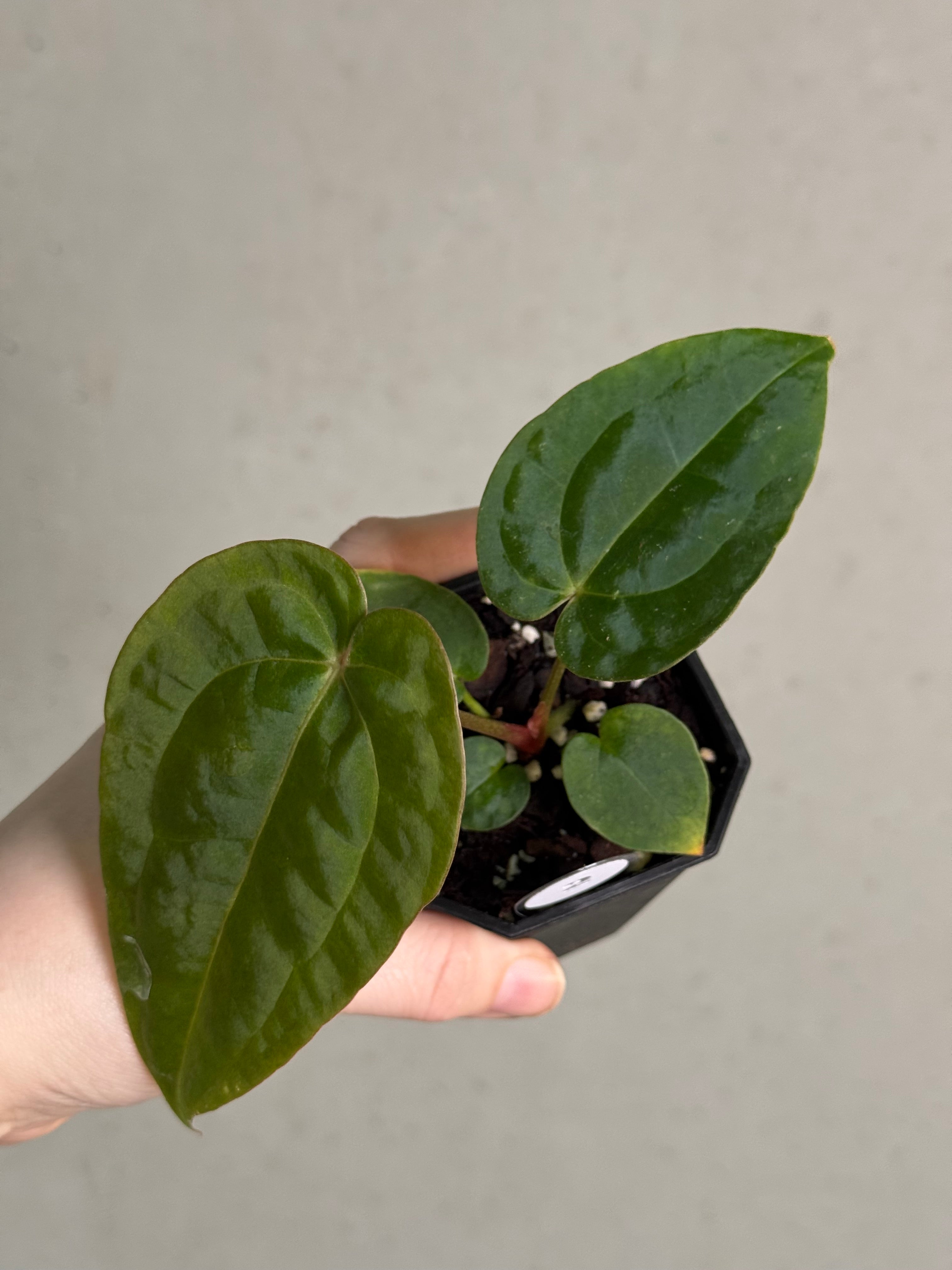 Anthurium Michelle x Papillilaminum ‘Guna Yala’ - SMUKHI