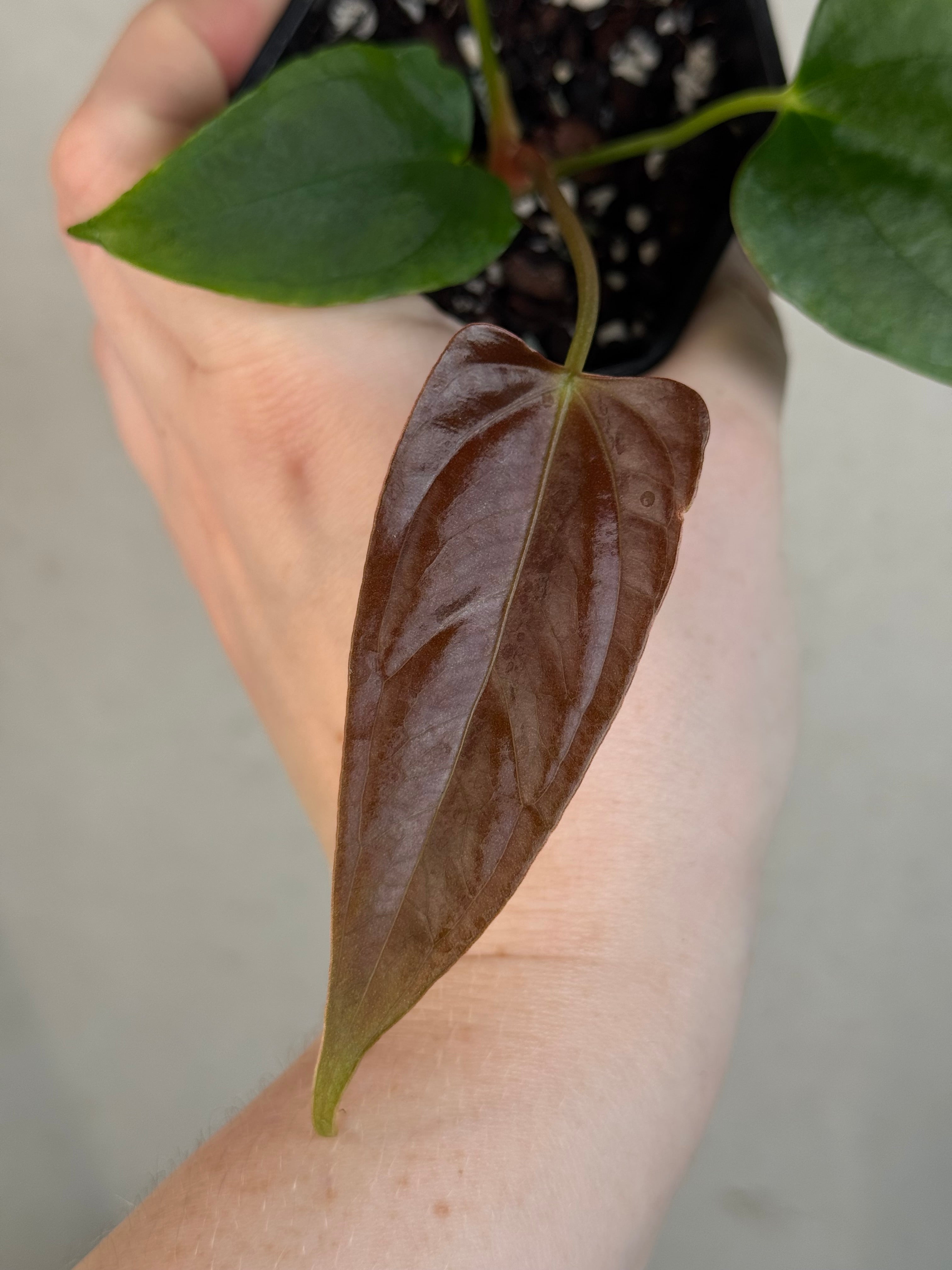 Anthurium Indo Portillae x self