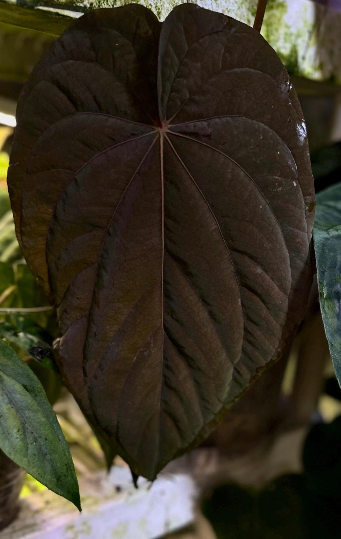 Anthurium Dressleri NSE 'Obsidian' x (Black x RG F2 Dark) plant from AABexotics, showcasing glossy dark leaves and vibrant spathes.