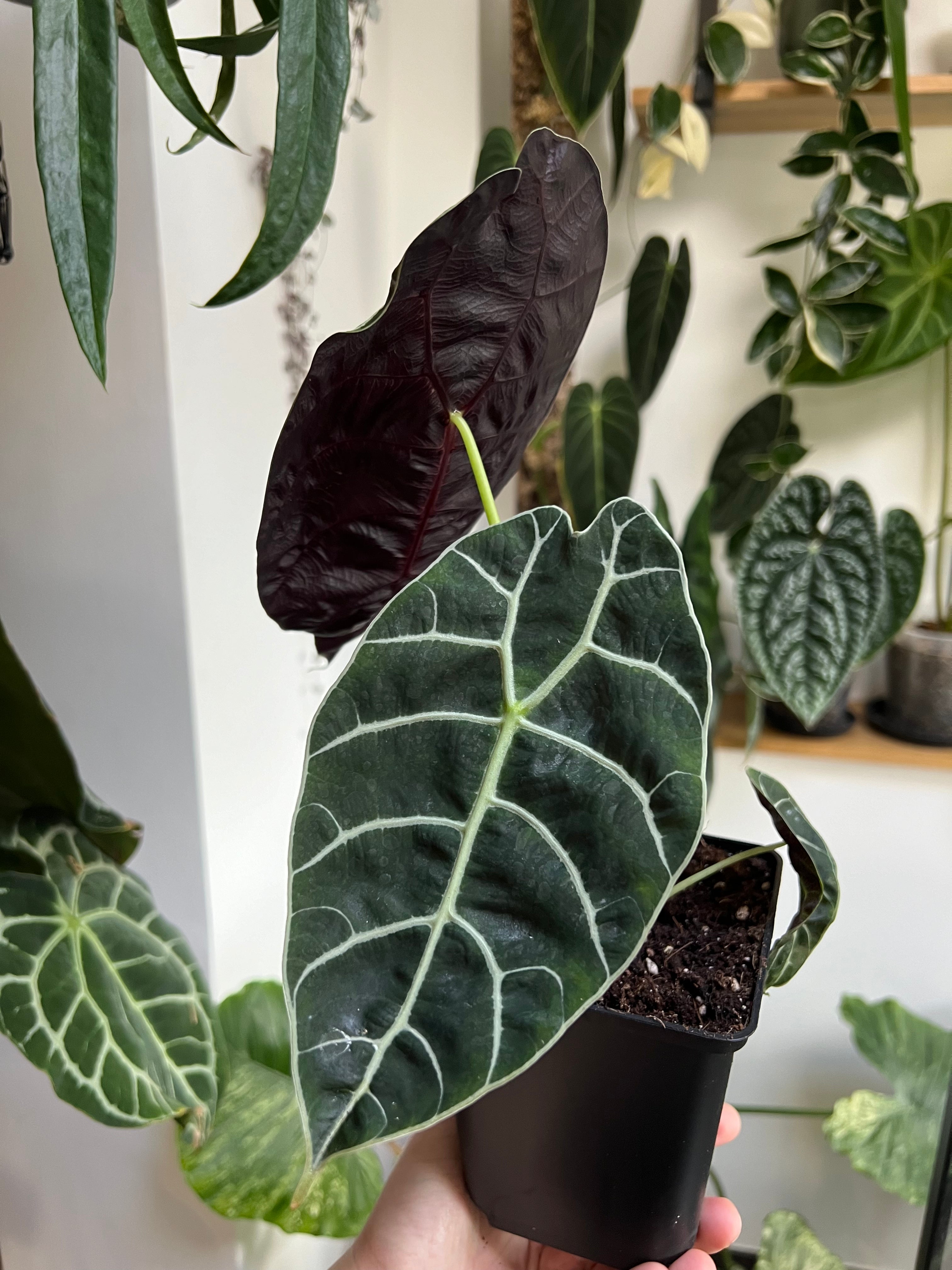 Alocasia Watsoniana - Medium Size