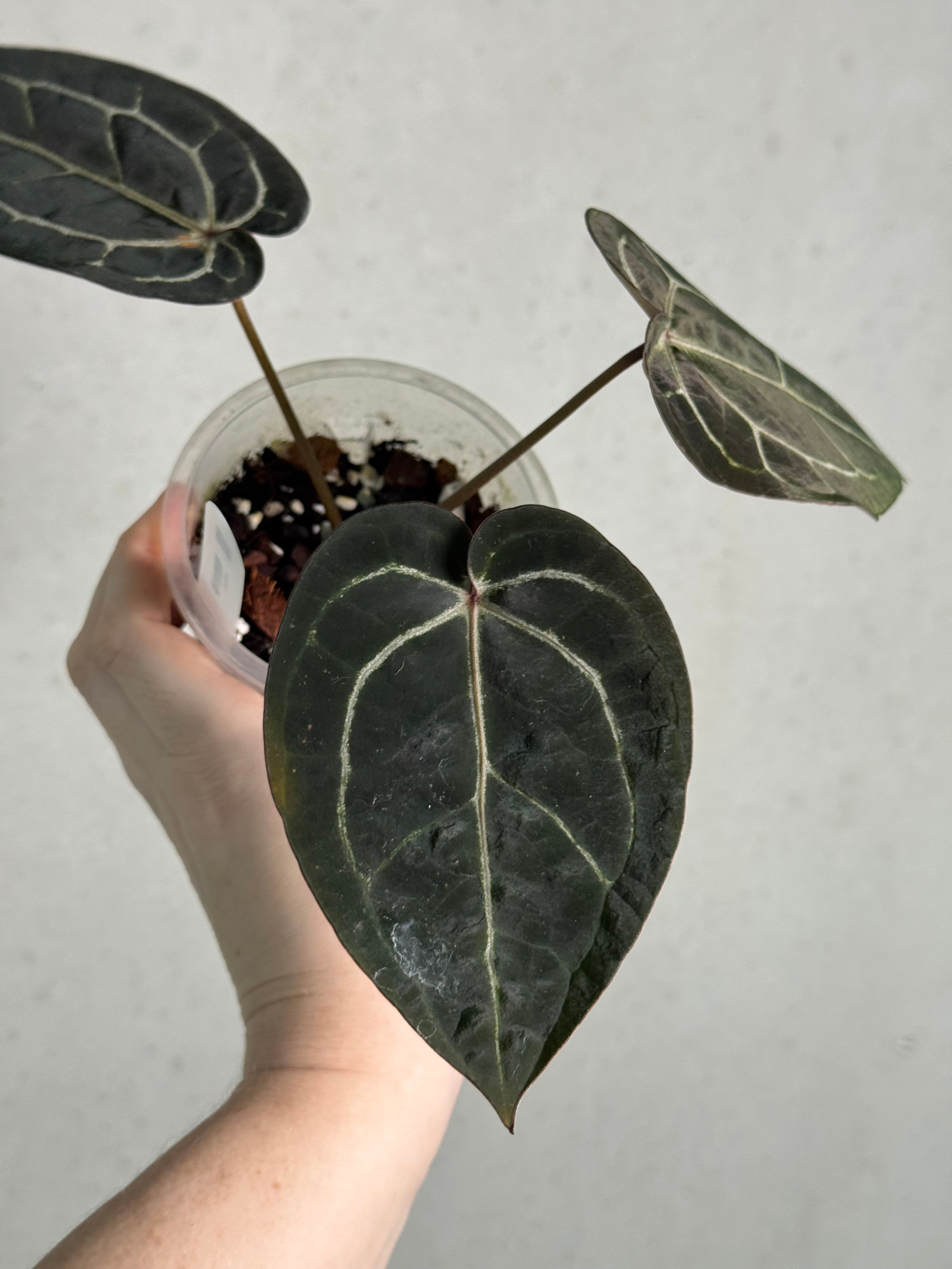 Anthurium Red Velvet Cake ‘24’ x Home, Sweet Home ‘32’ - Clone - SMUKHI