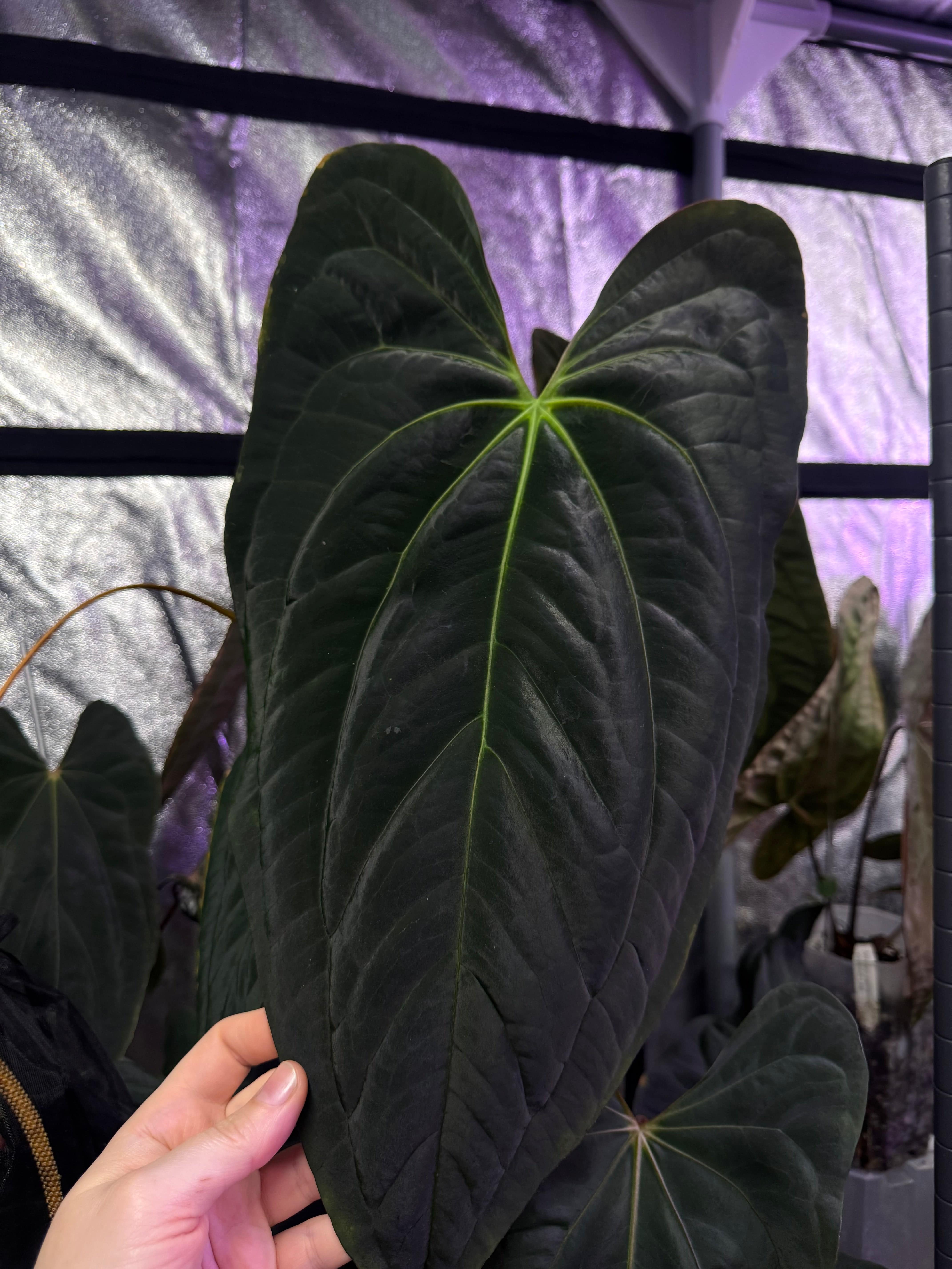 NFS: Anthurium Papillilaminum XOne x Dark Phoenix #2 - SMUKHI