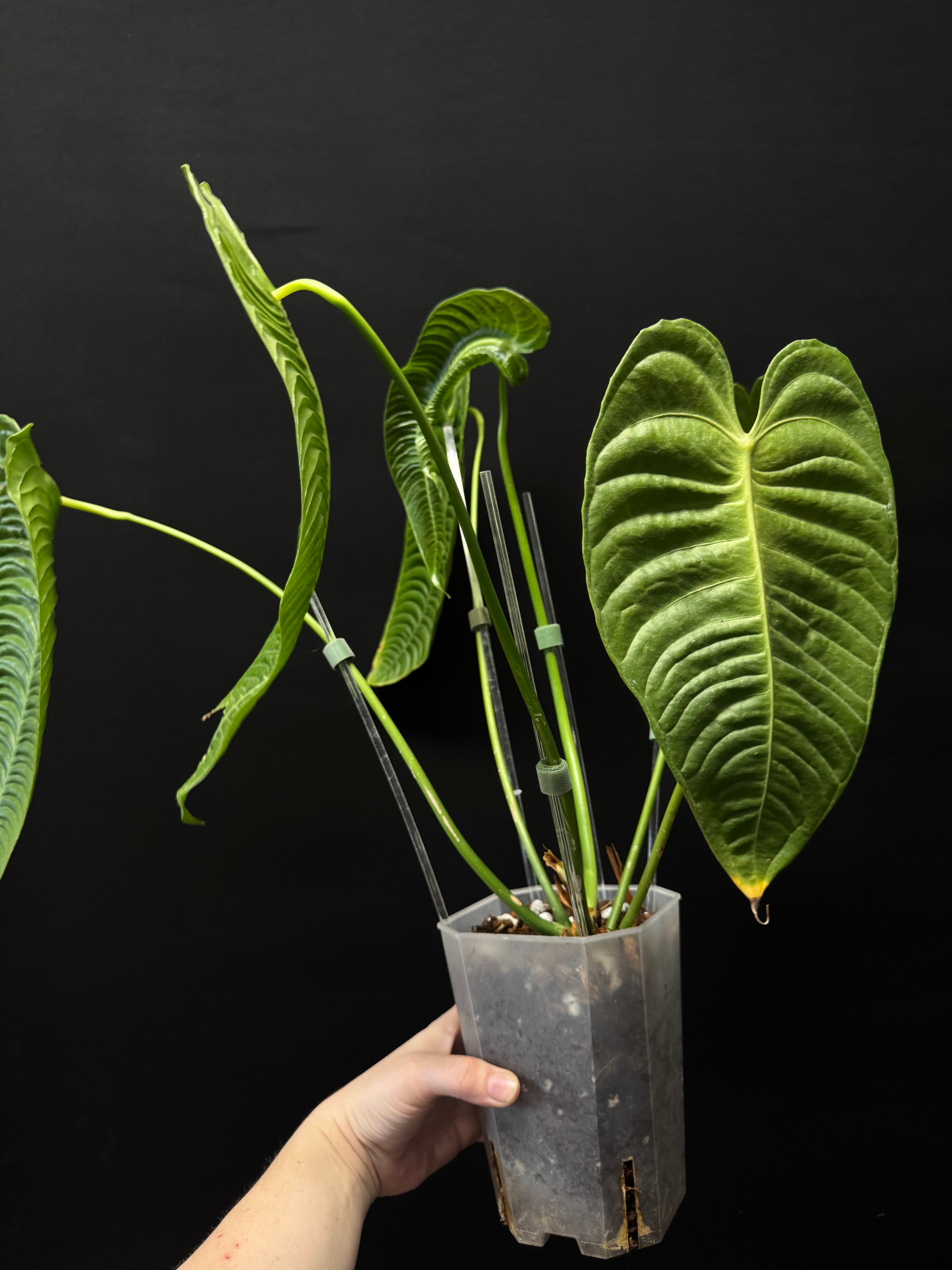 Anthurium Veitchii