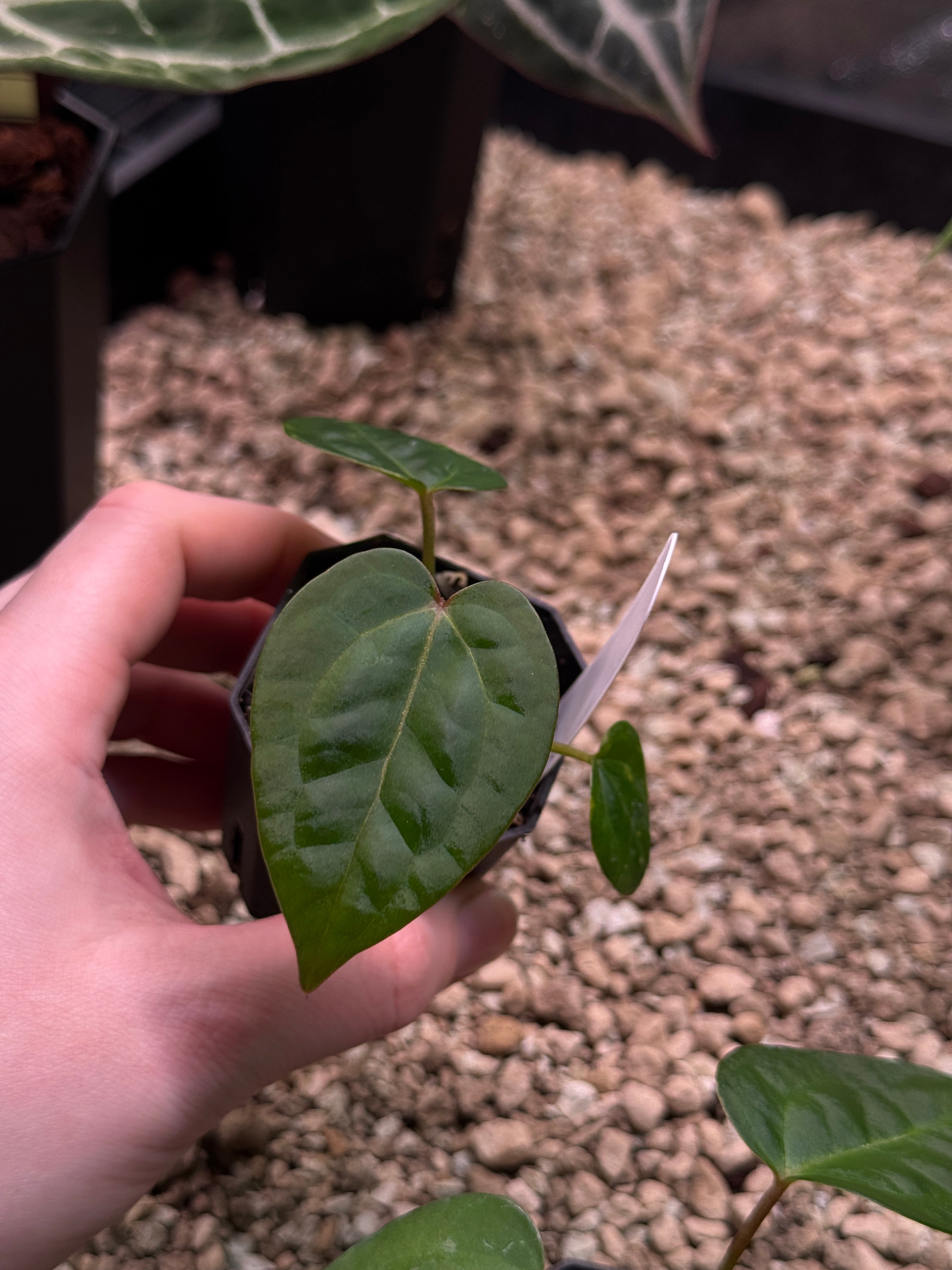 Anthurium Singapore Trilobe x Carlablackiae ‘JPG.1’