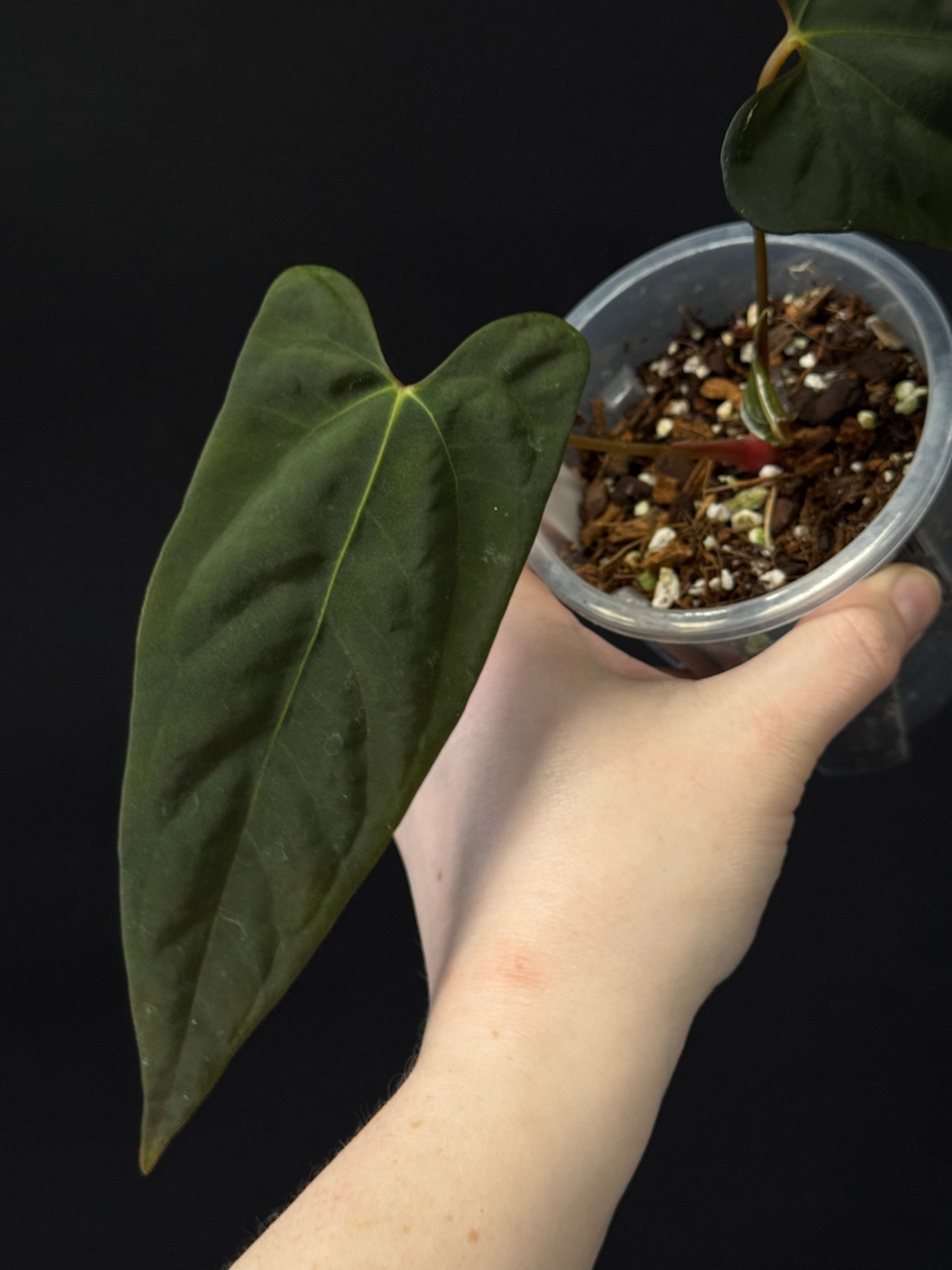 Anthurium NSE Portillae x RLxFS