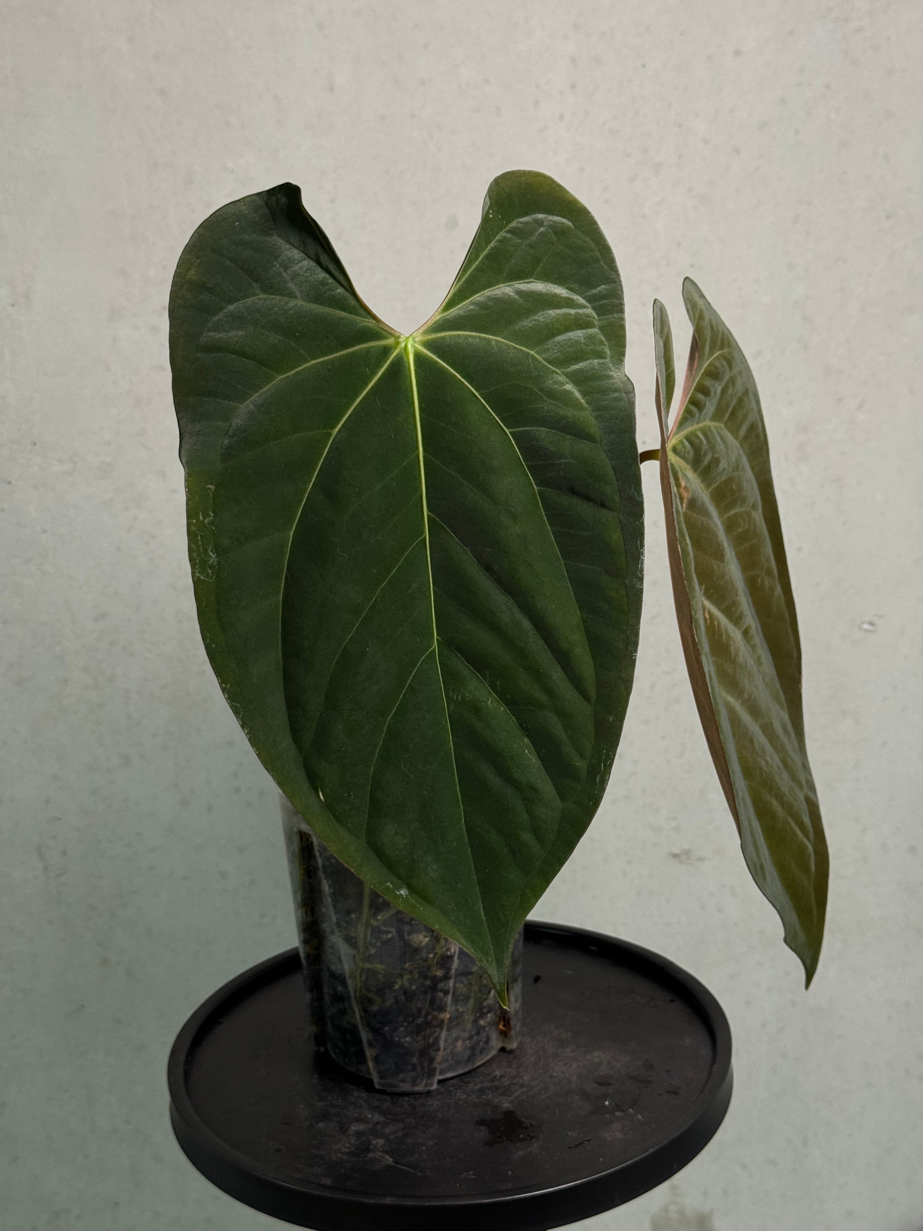 Anthurium Ace of Spades Dark Form x Papillilaminum 'Incurved lobes' - Clone - SMUKHI