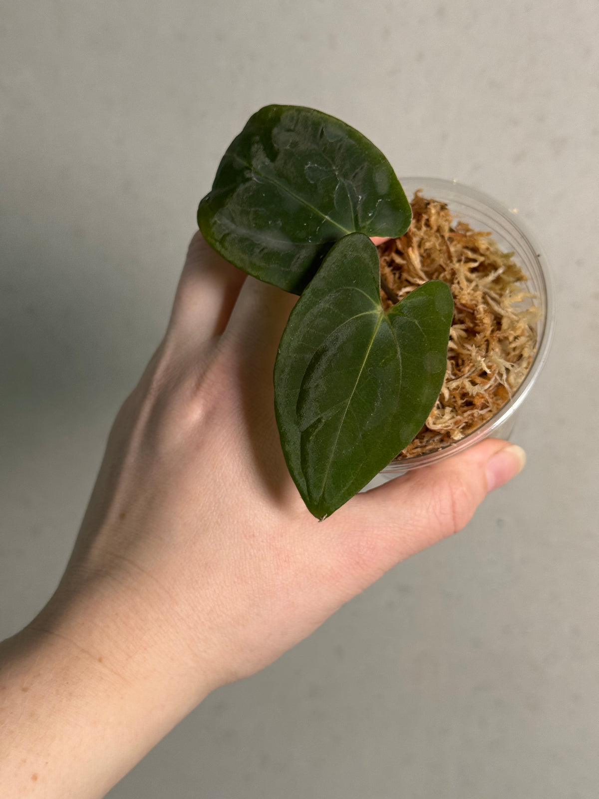 Dark Phoenix Anthurium plant with glossy dark red leaves, cultivated by Abelia Plants, shown in a decorative pot.