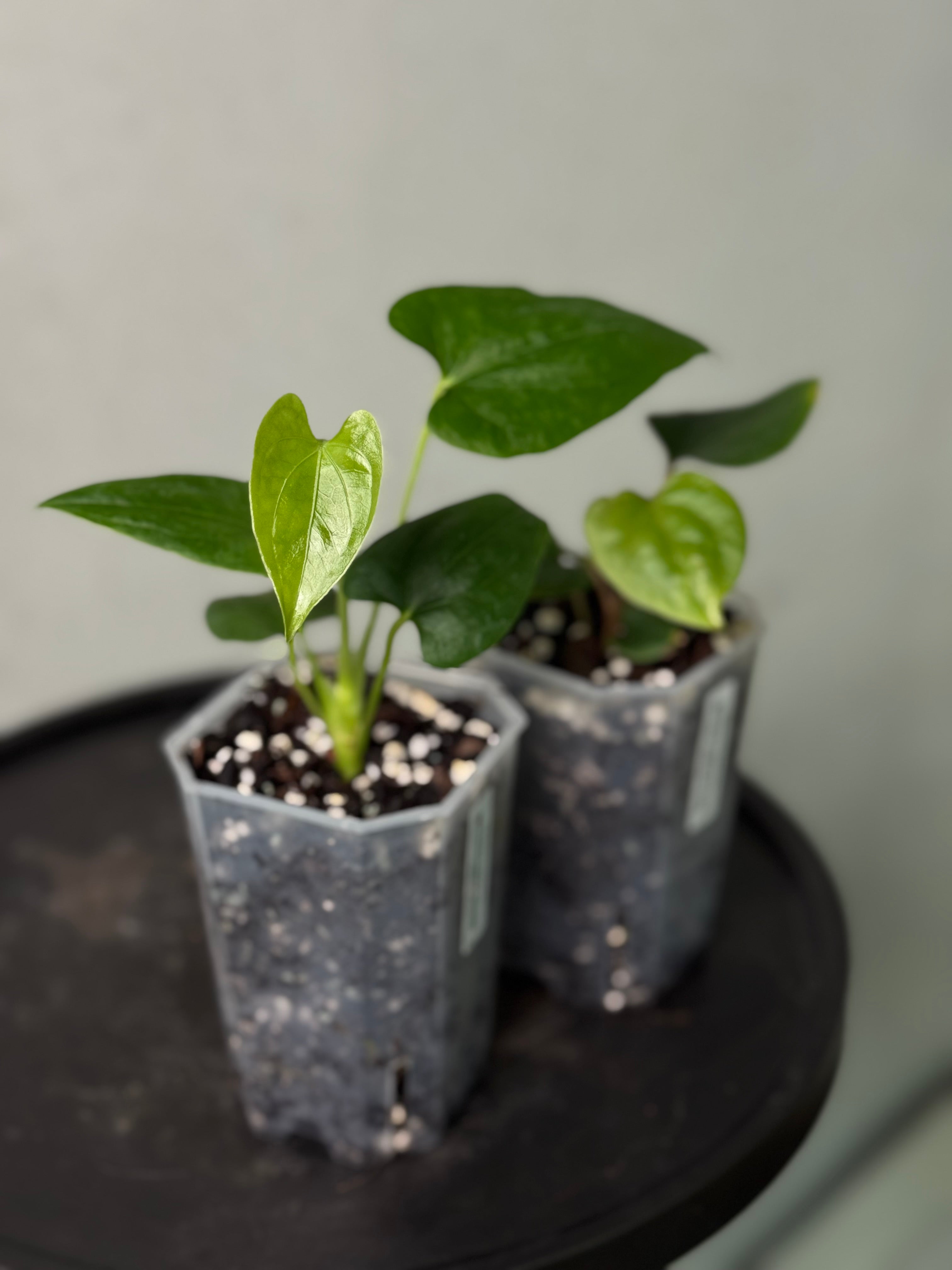 Anthurium cf. Sagittatum S1