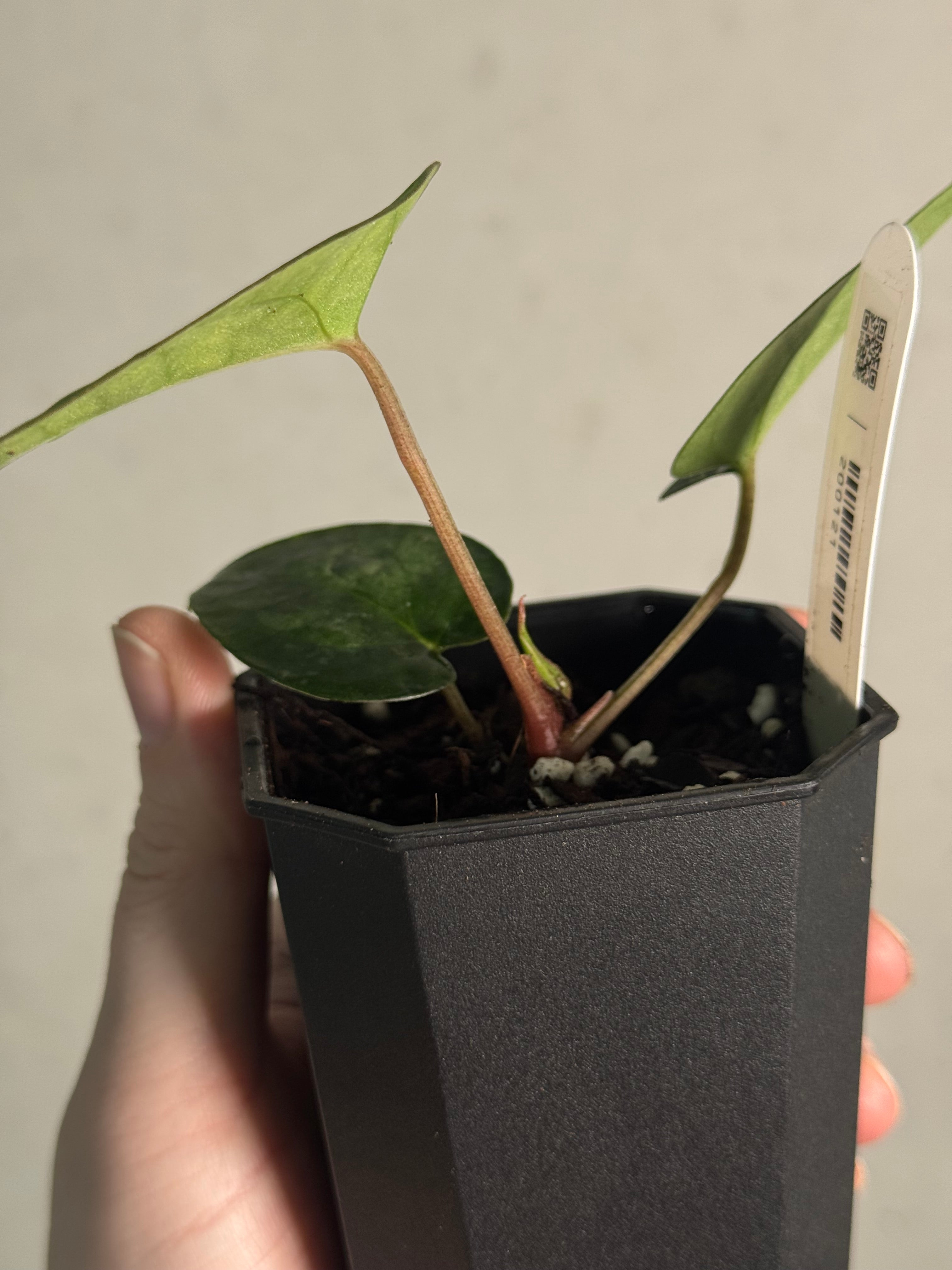 Anthurium (Ralph Lynam x Fort Sherman) x Carlablackiae 'Amanda' - Clone