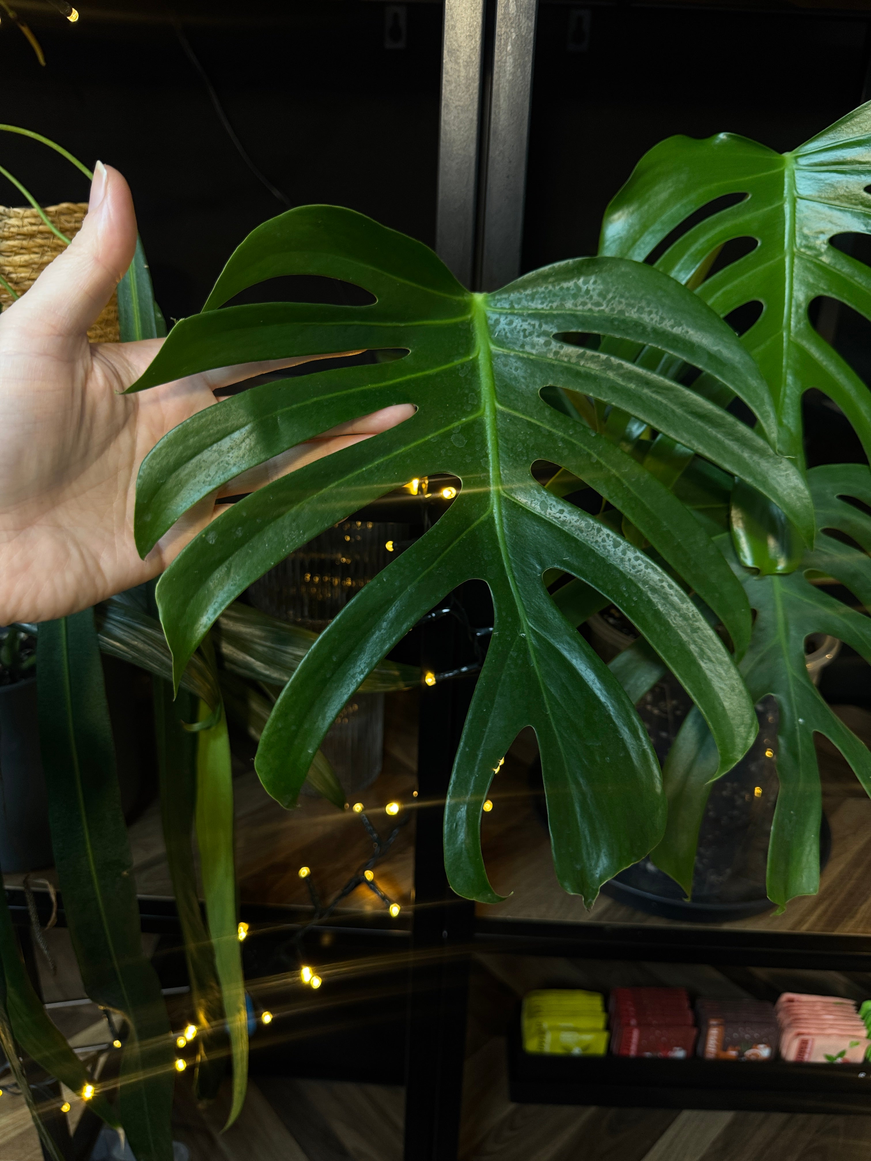 Monstera Sierrana Mexican Form - Clone